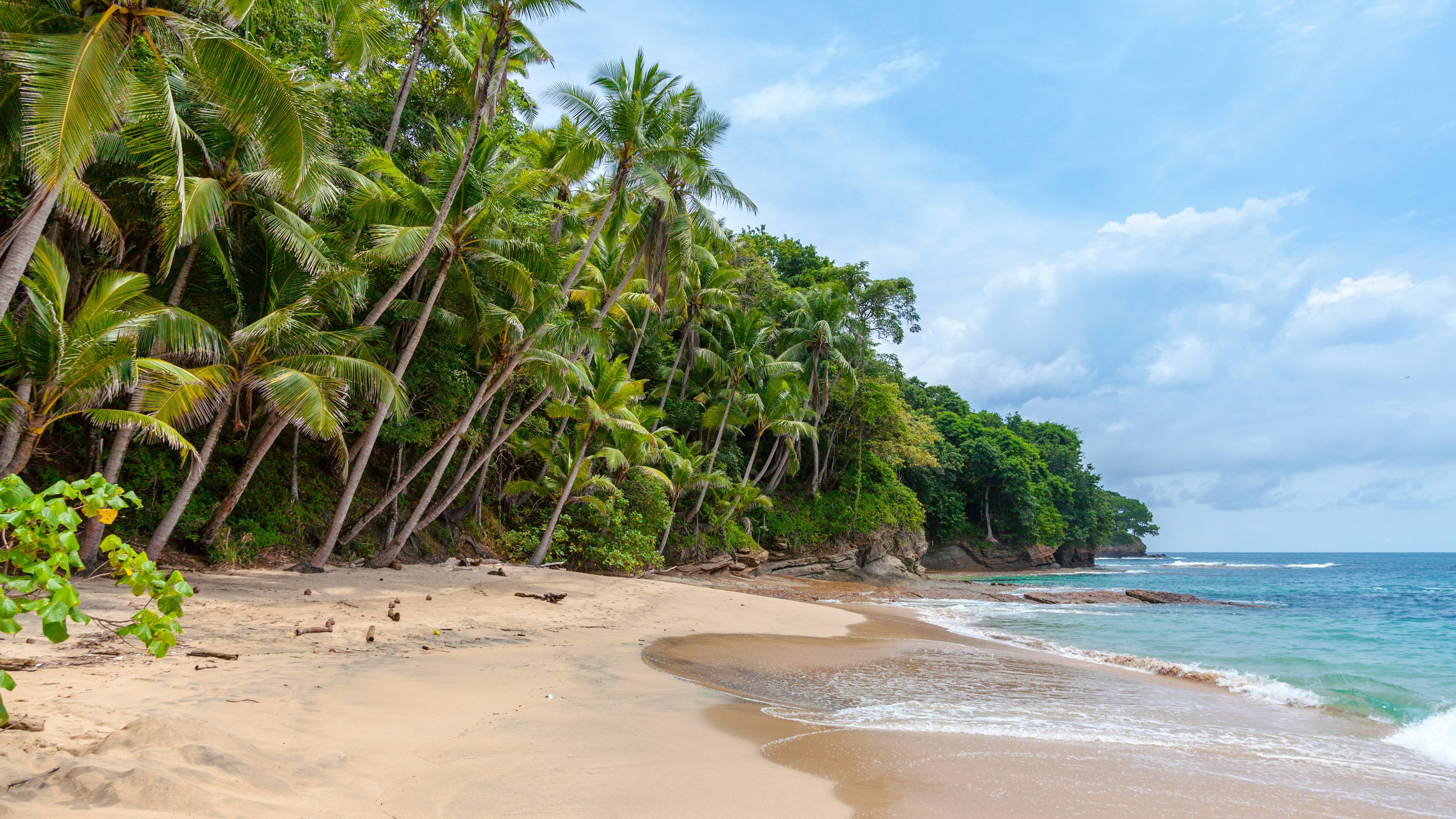A beach with tropical foliage.