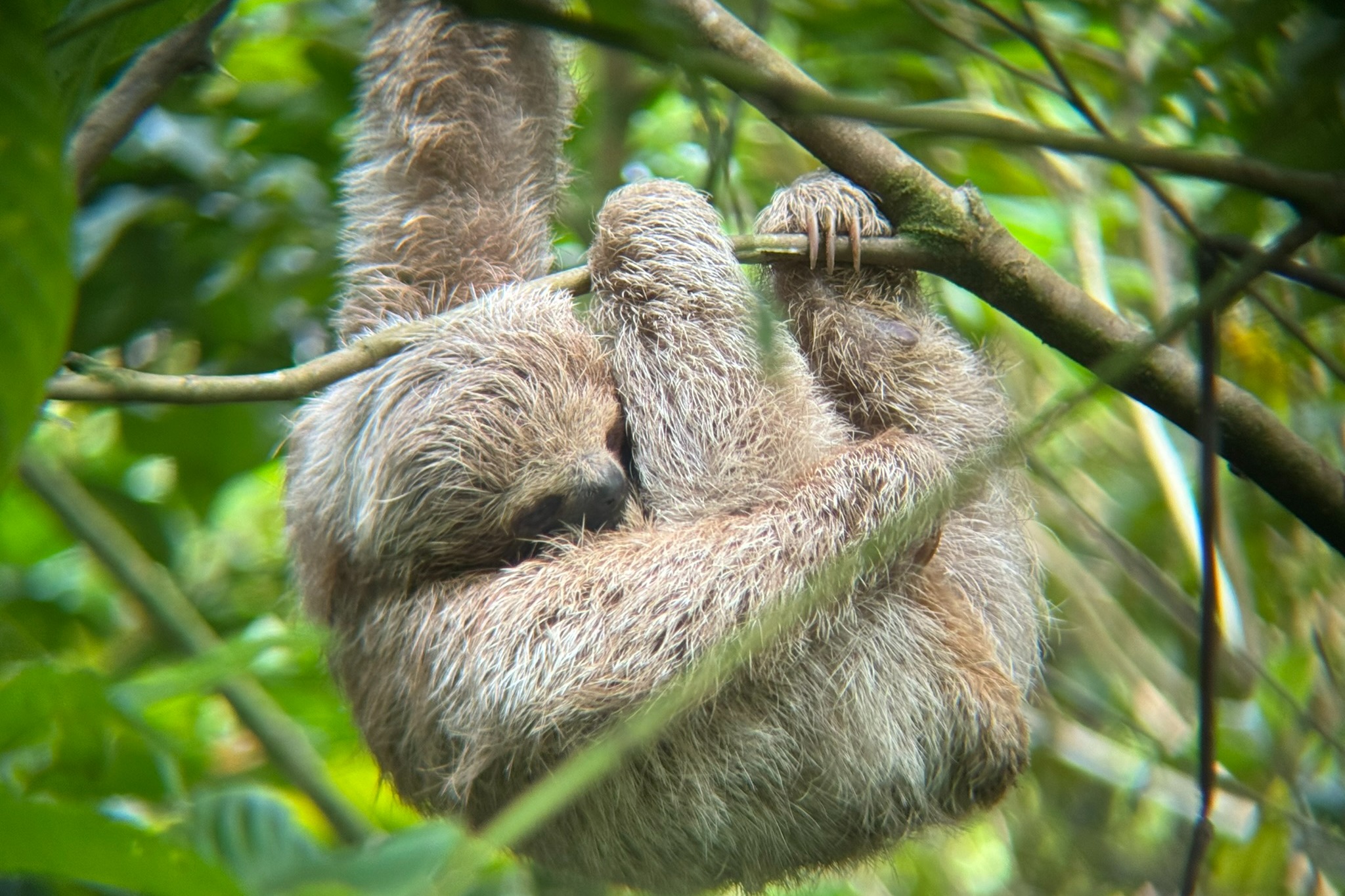 A sloth hanging from tree branches