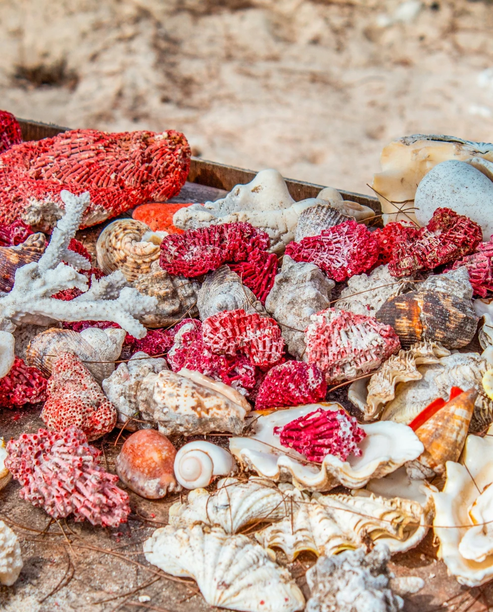 Red and orange sea shells laying on a sandy beach