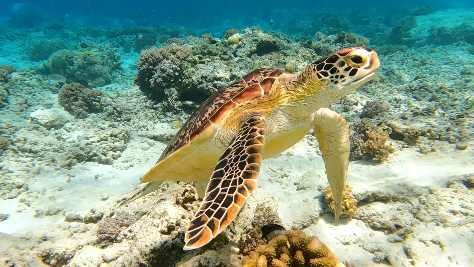 A photo of a sea turtle swimming under water
