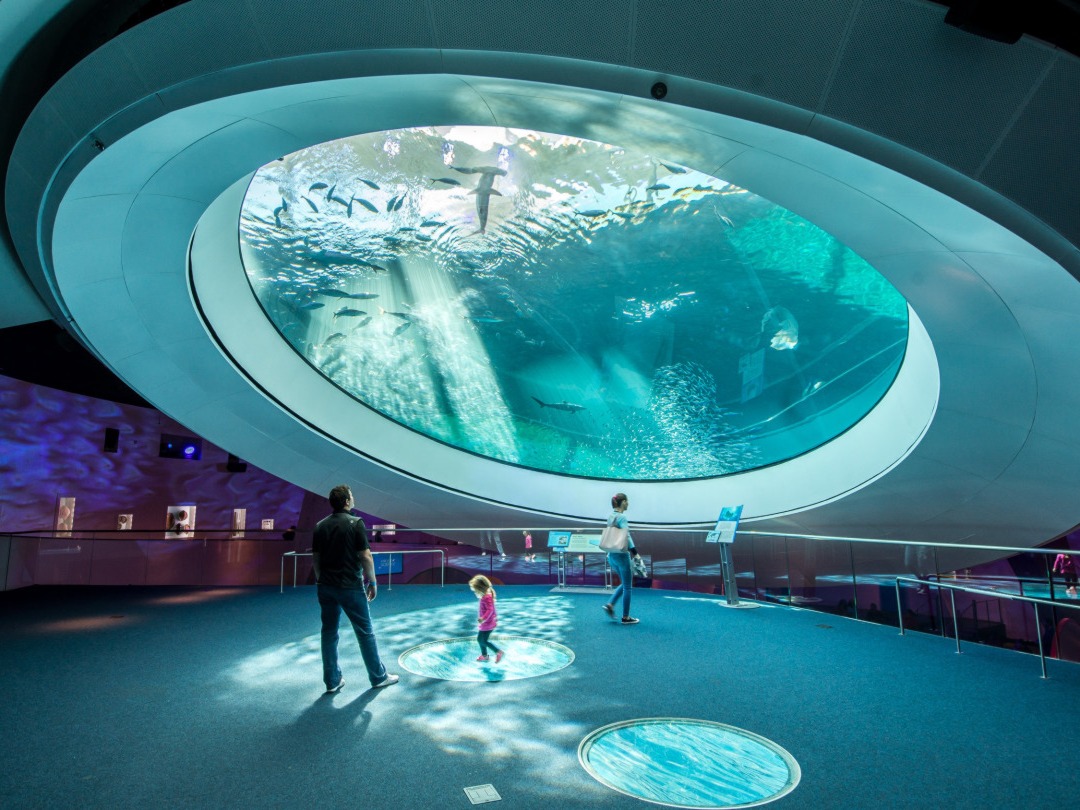 A large, circular overhead aquarium allows visitors to observe marine life from below in an indoor setting.