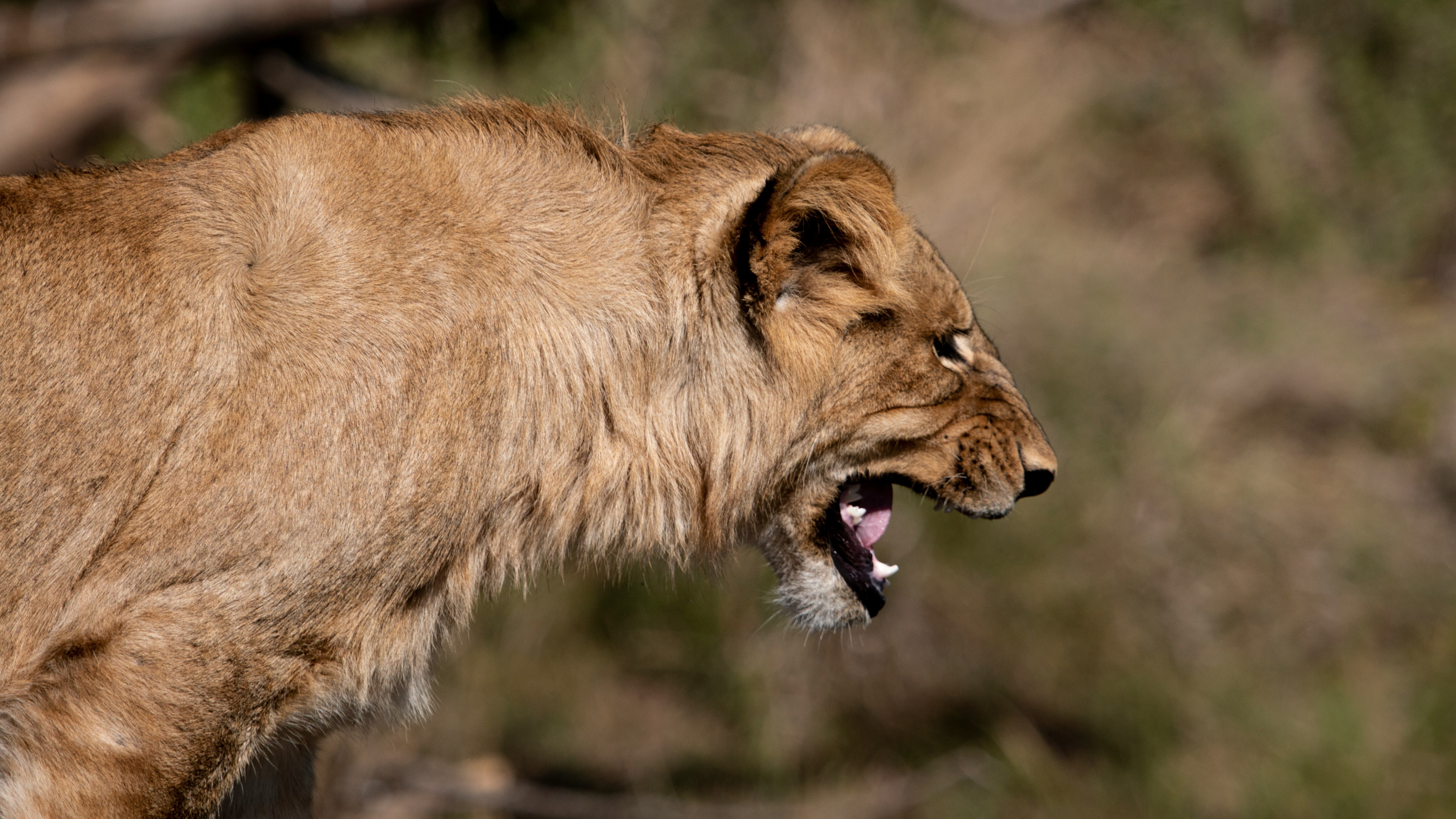 A close-up of a snarling female lion on the savannah.