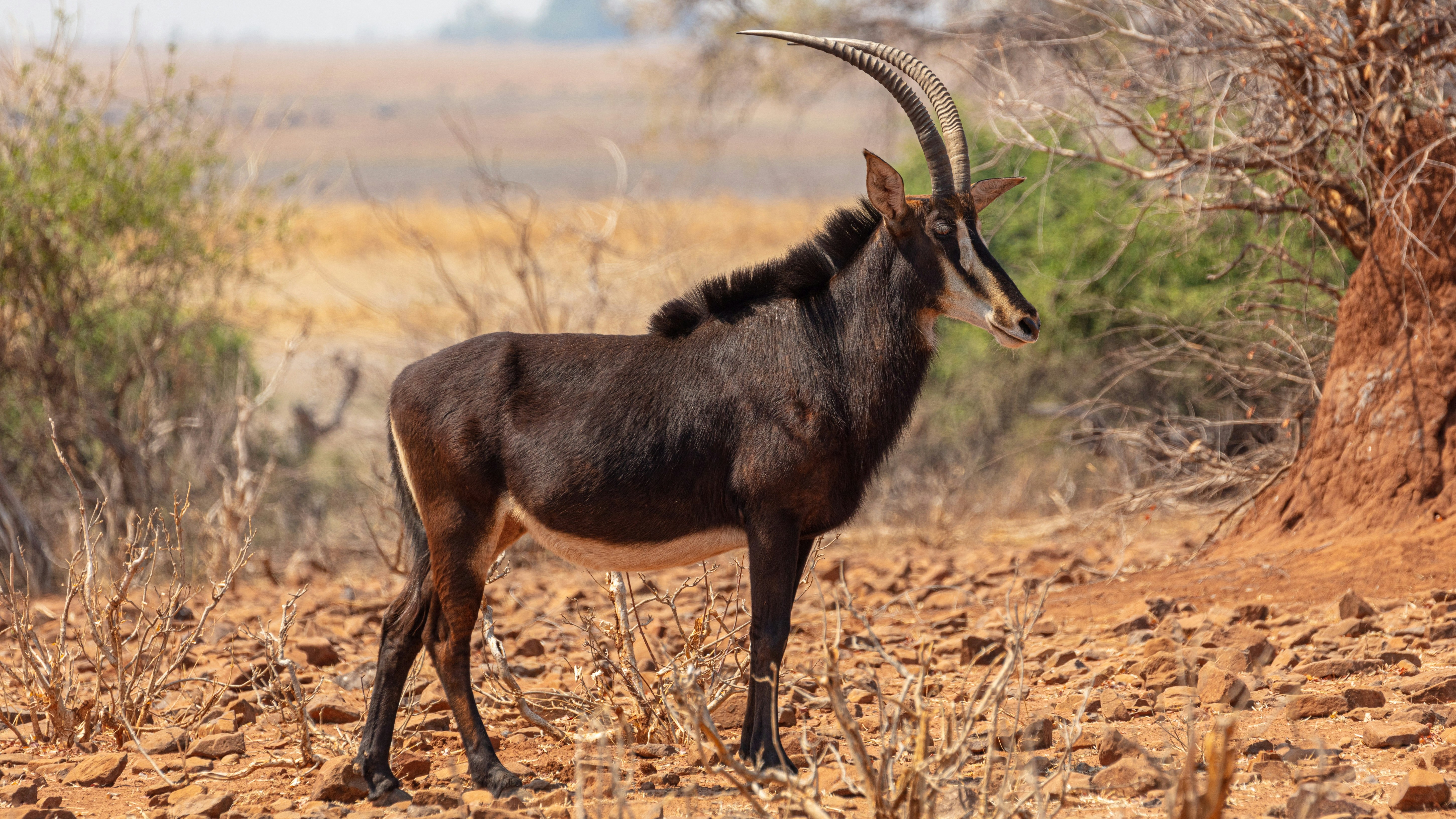 An antelope with brown fur and long curved horns standing on rocky terrain.