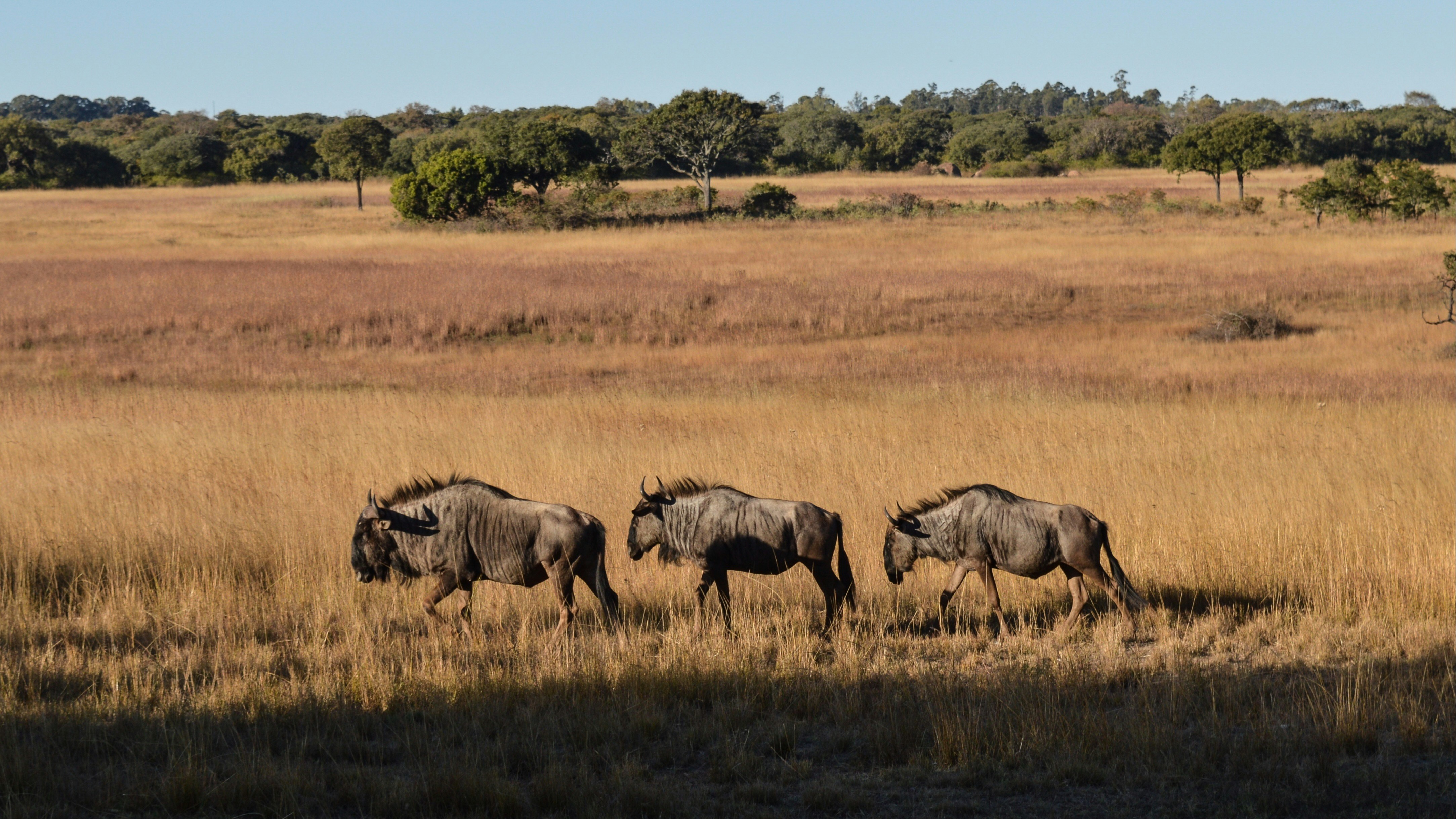 Three wildebeasts walking through tall grass on the savannah.