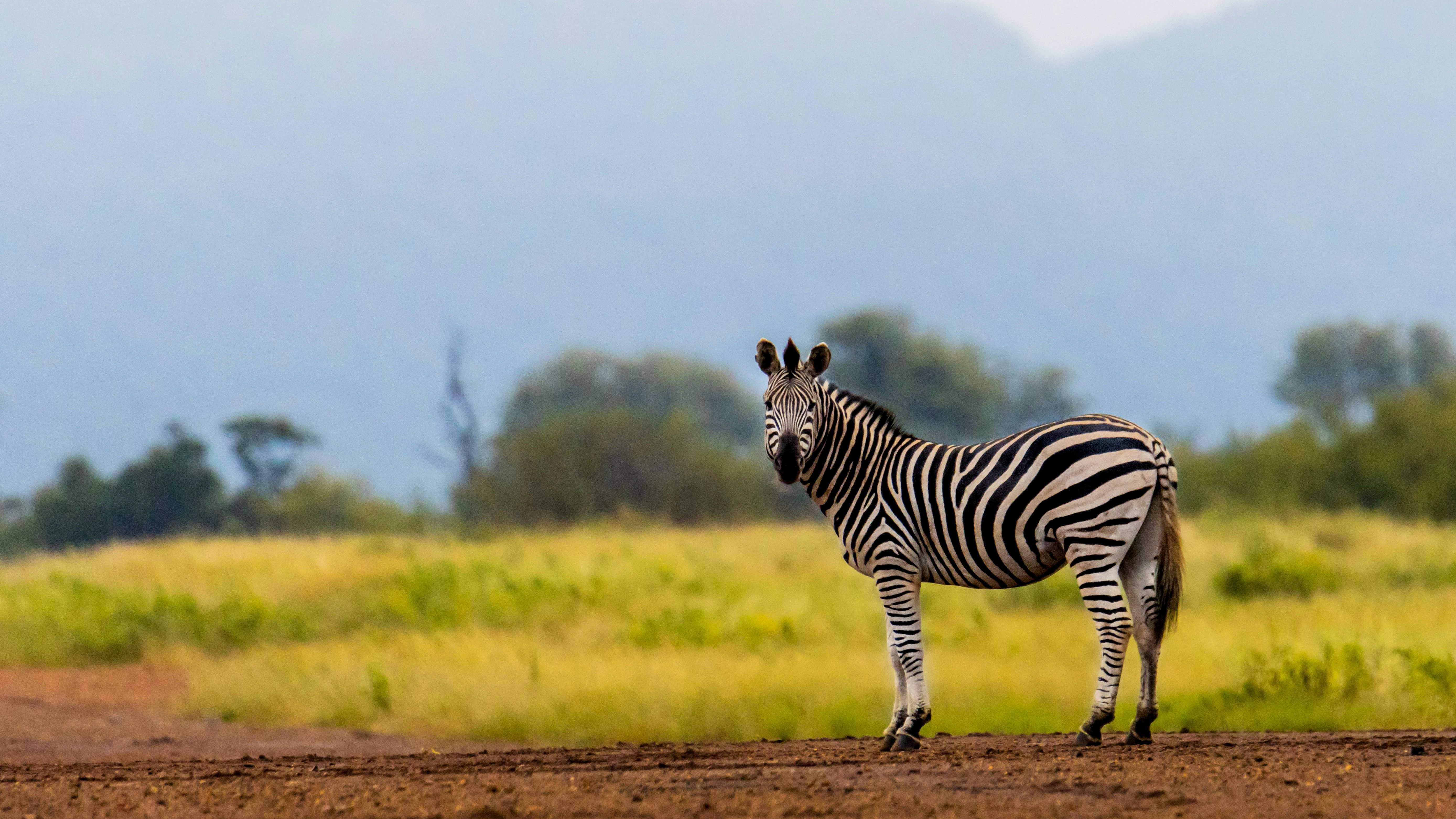 A zebra with some tall grass and mountains in the background.