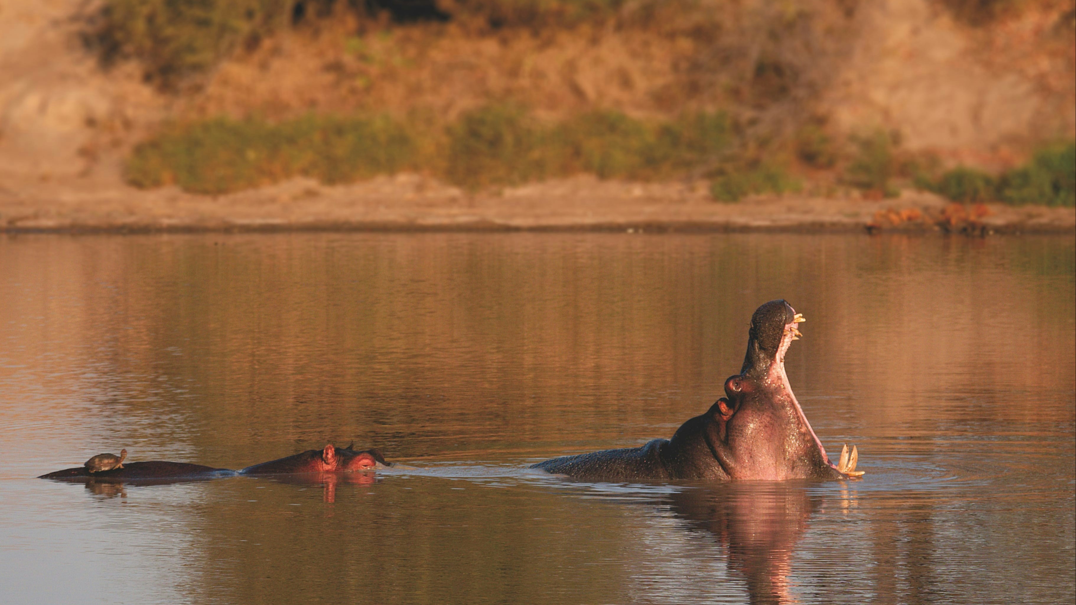 A yawning hippo partially submerged in water.