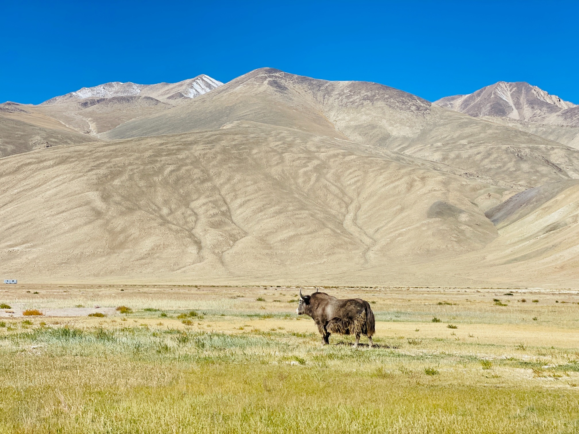 A solitary yak grazes in a vast field with mountains in the background under a clear blue sky.