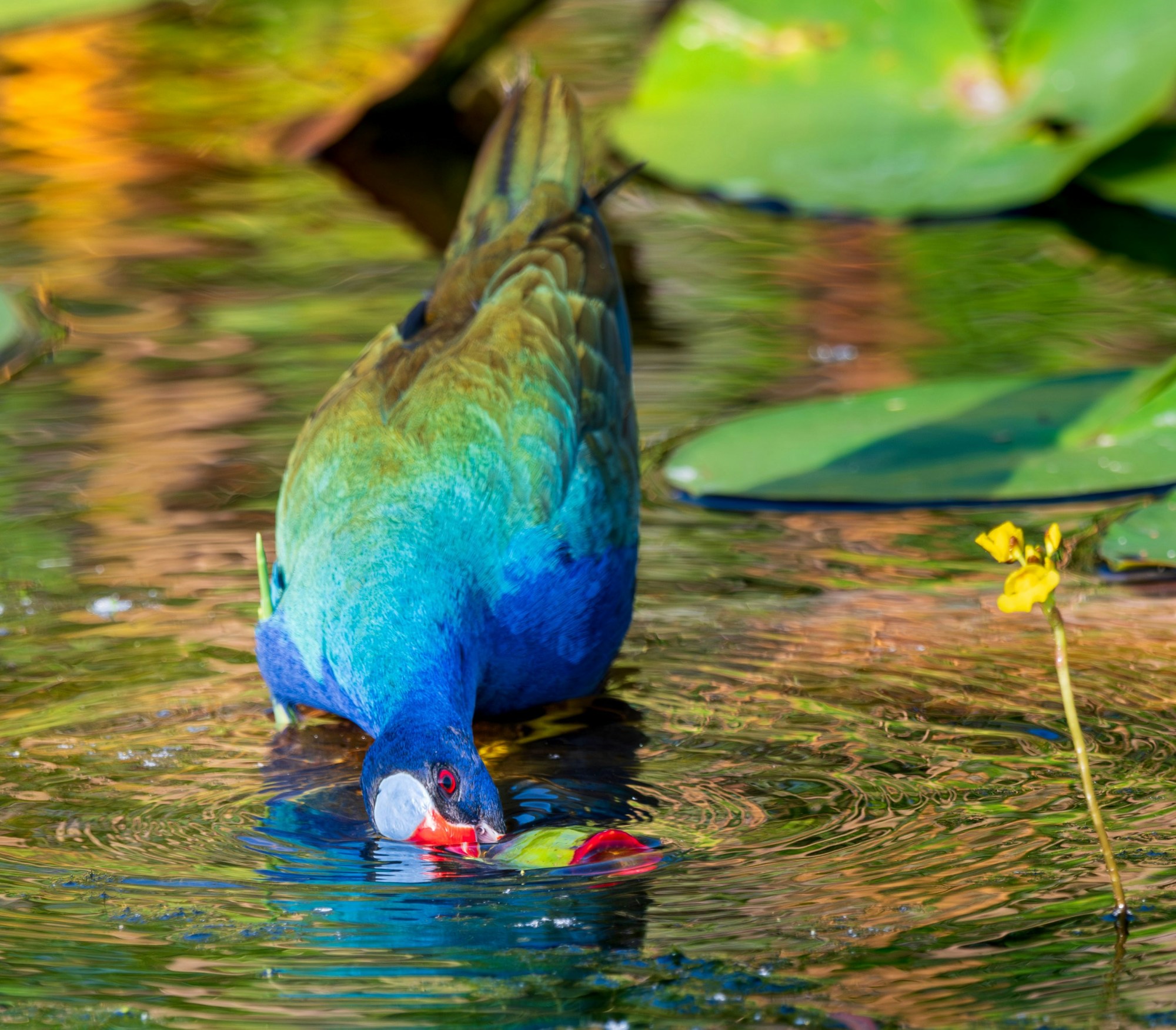 A blue and green bird drinking water from a pond.