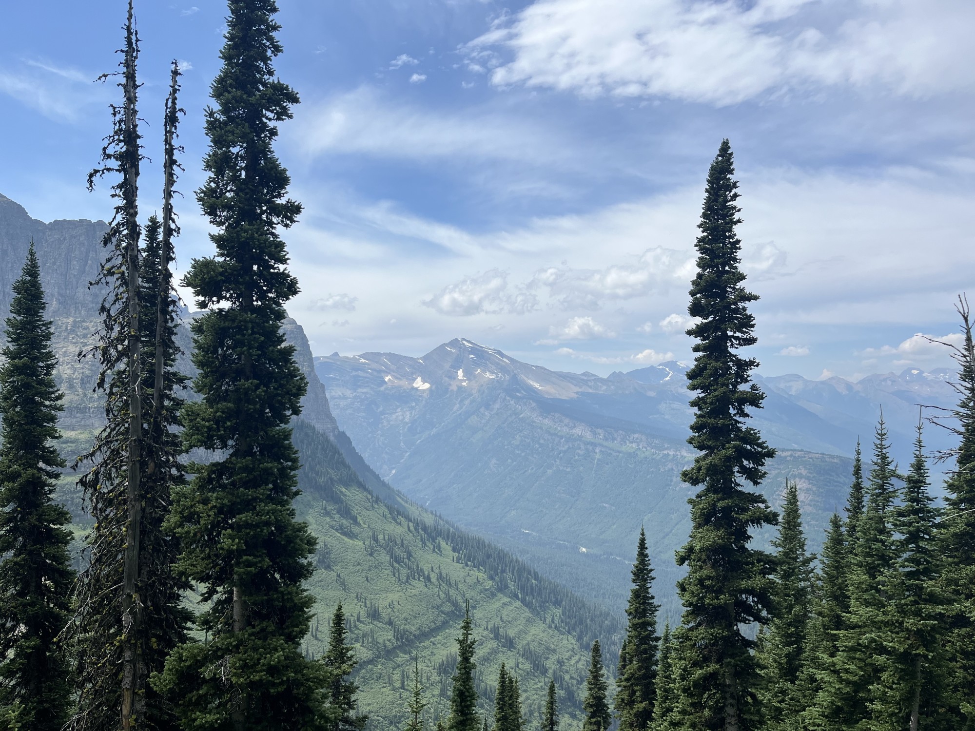 Tall trees in a forest with a view of mountains in the distance