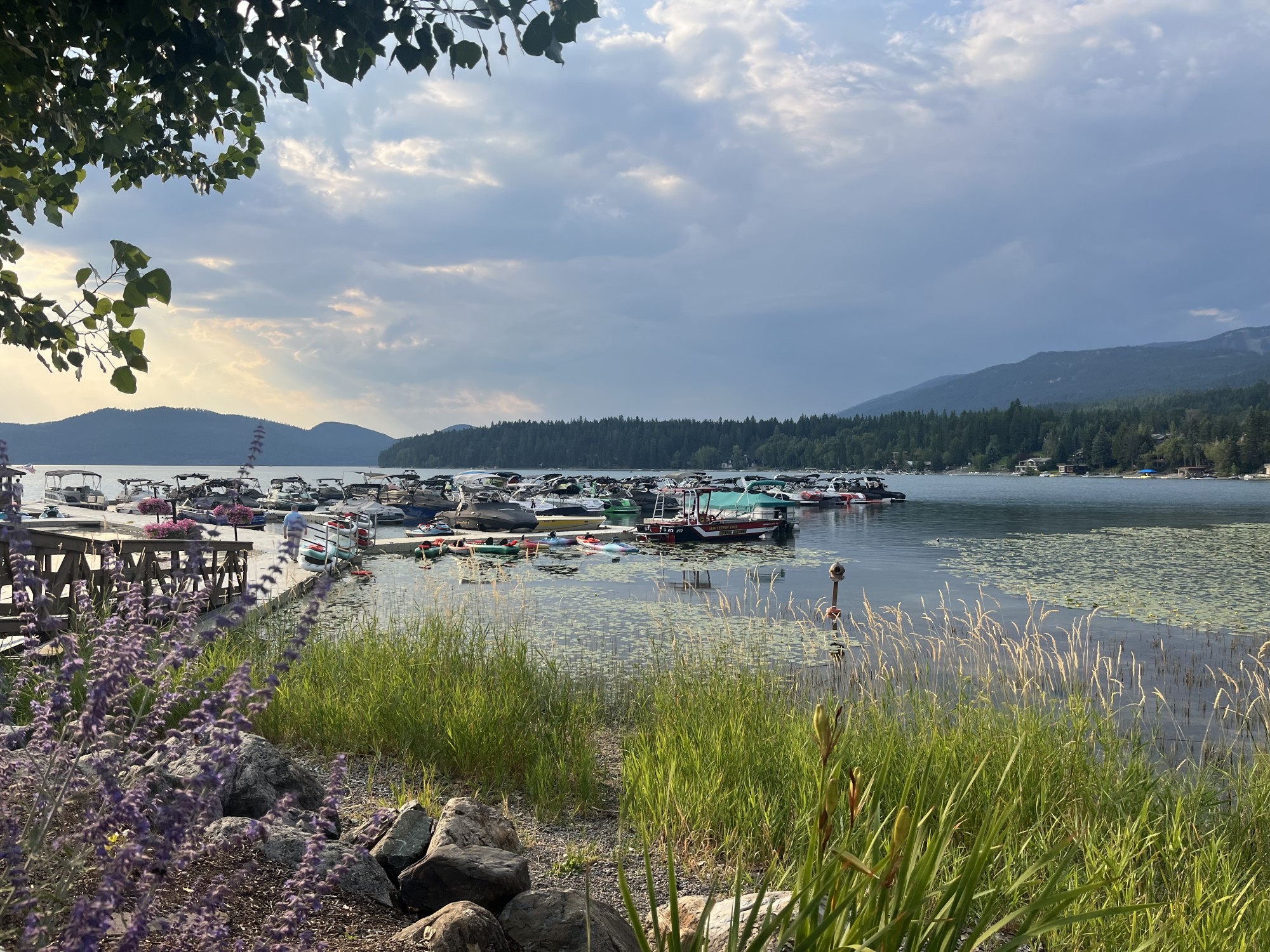 Boats sitting on a lake with a forest and mountains in the distance, grass and flowers in the foreground