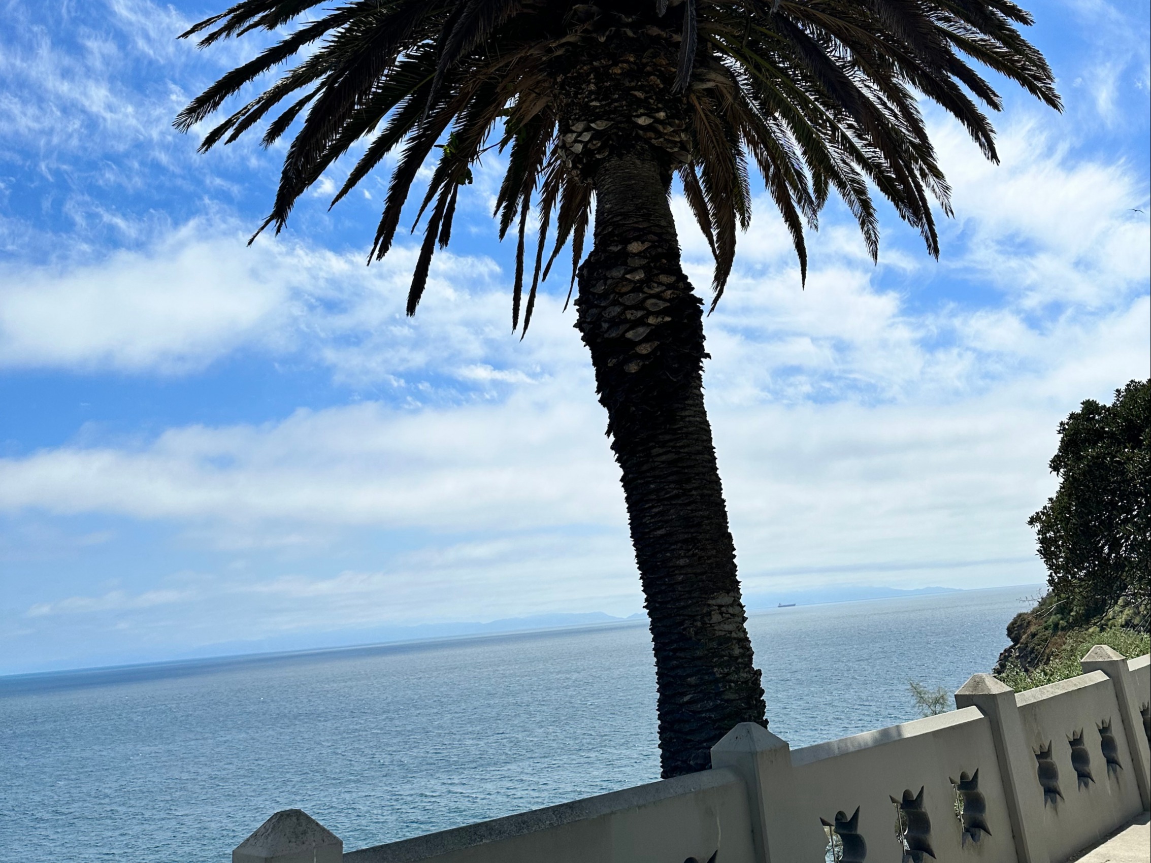 A tall palm tree stands against a clear blue sky with water and a barrier in the background.