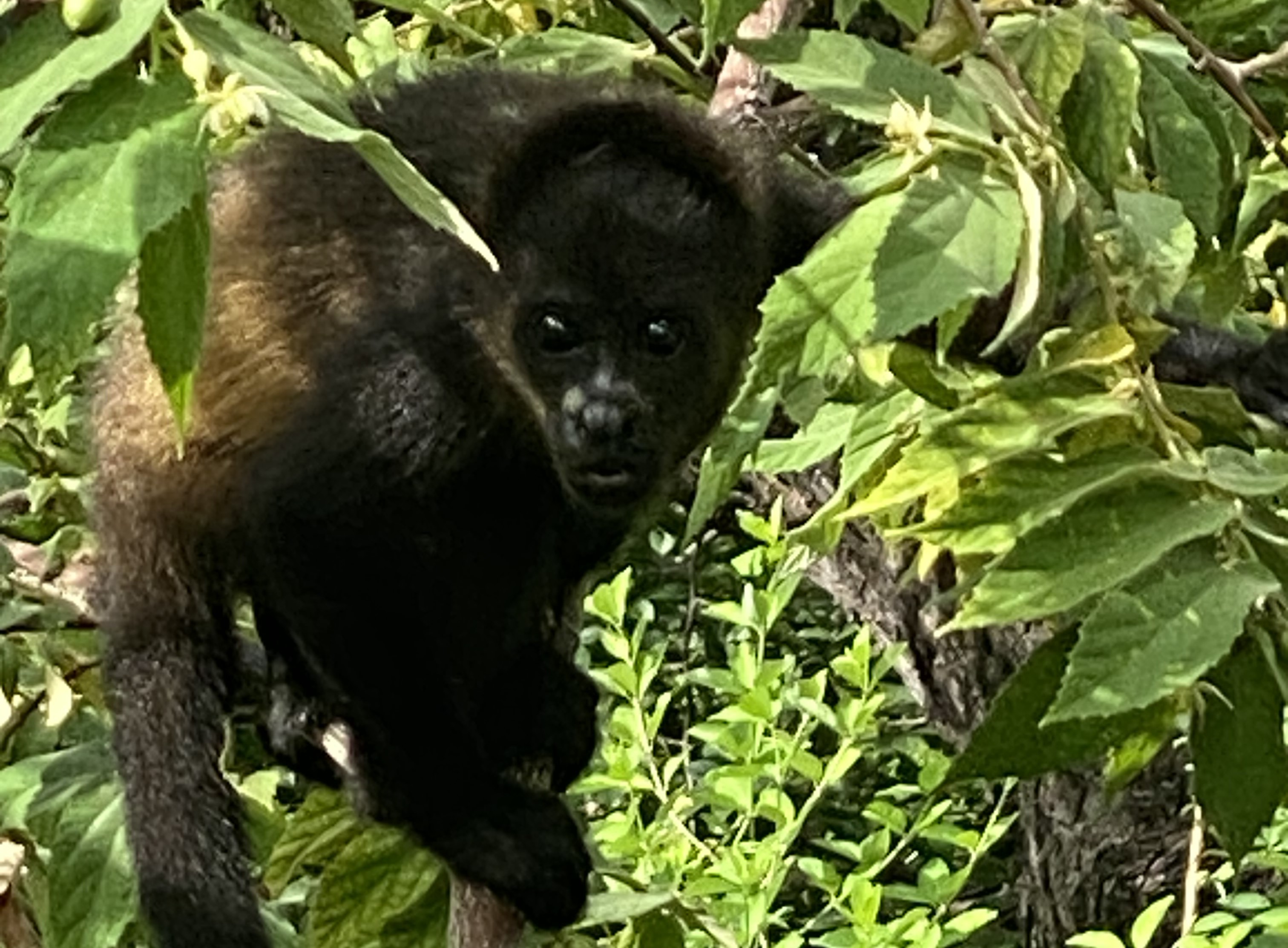 A monkey walking through greenery.