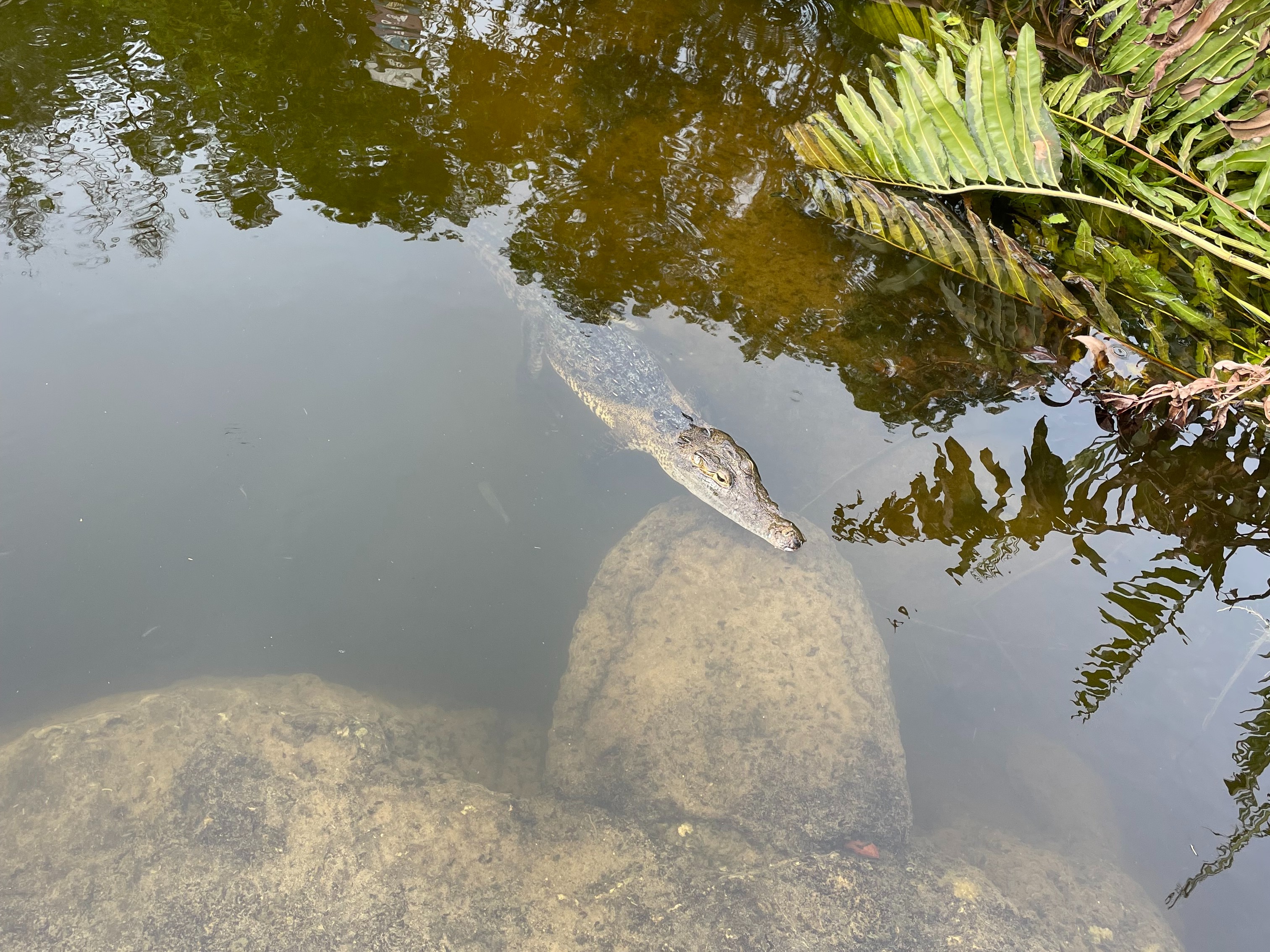 crocodile-resting-in still-water-Playa-de-Carmen-travel-guide