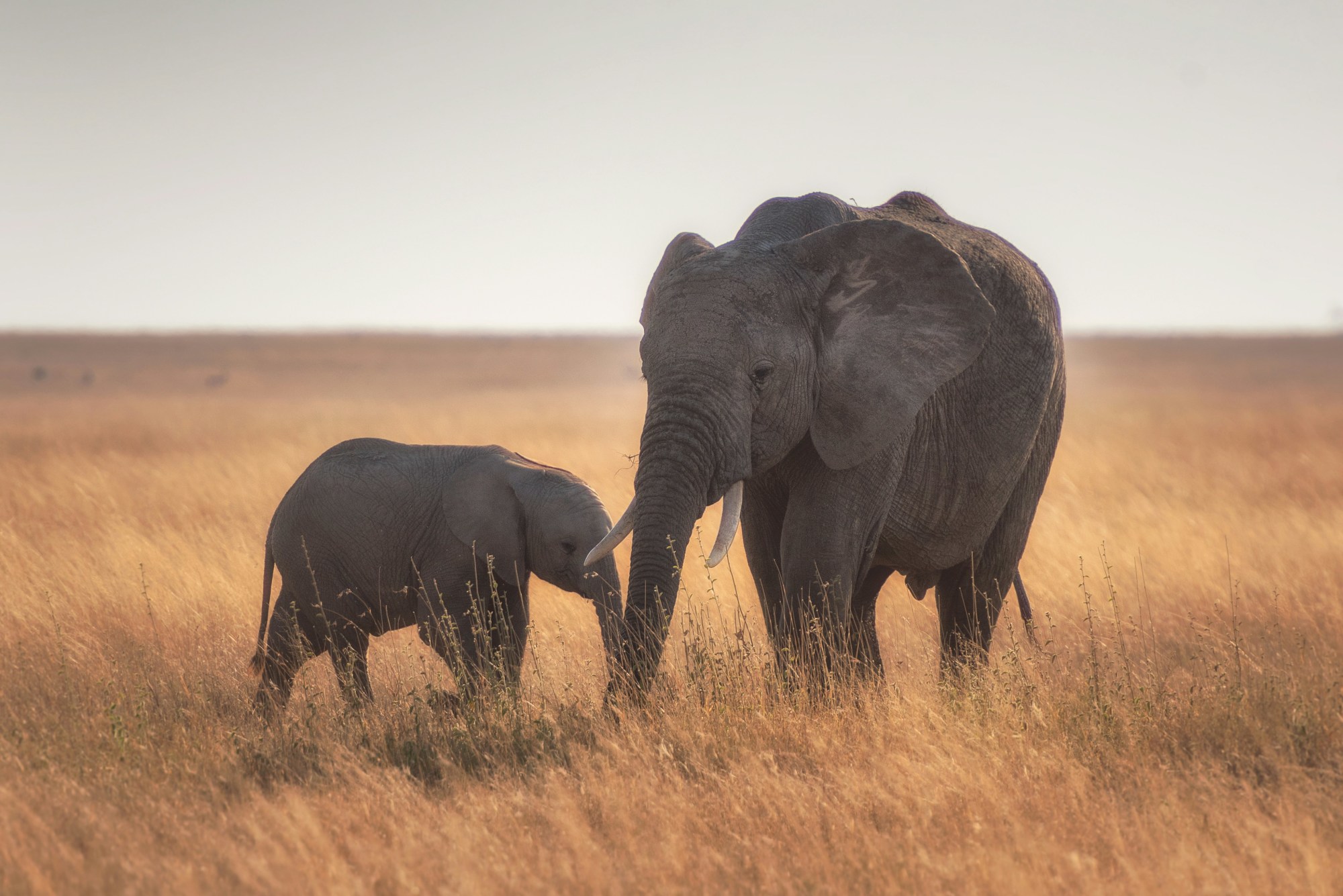 Elephants travel together in a swaying grass on a sunny day.