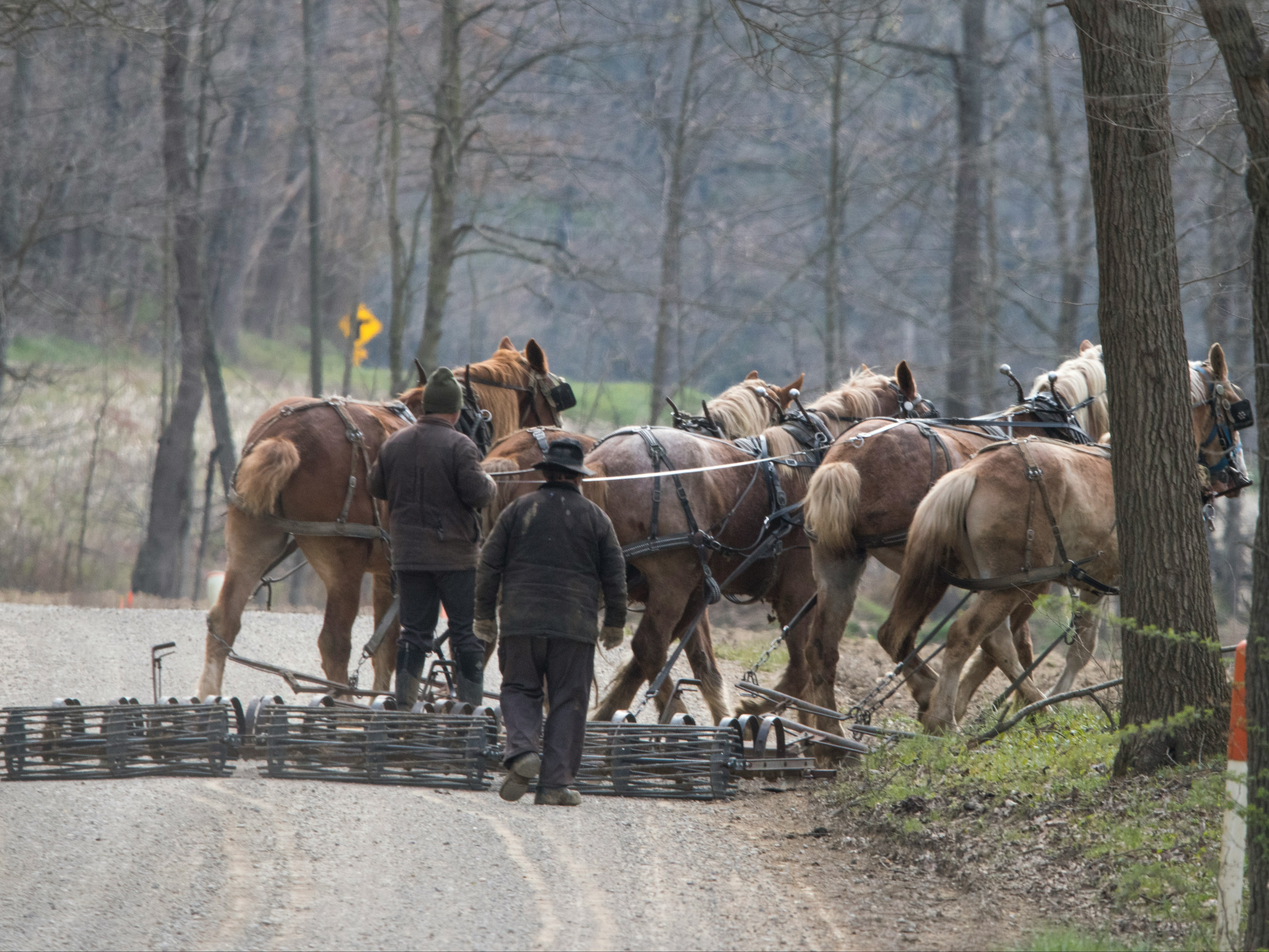 A group of horses pulls a cart along a tree-lined rural road.