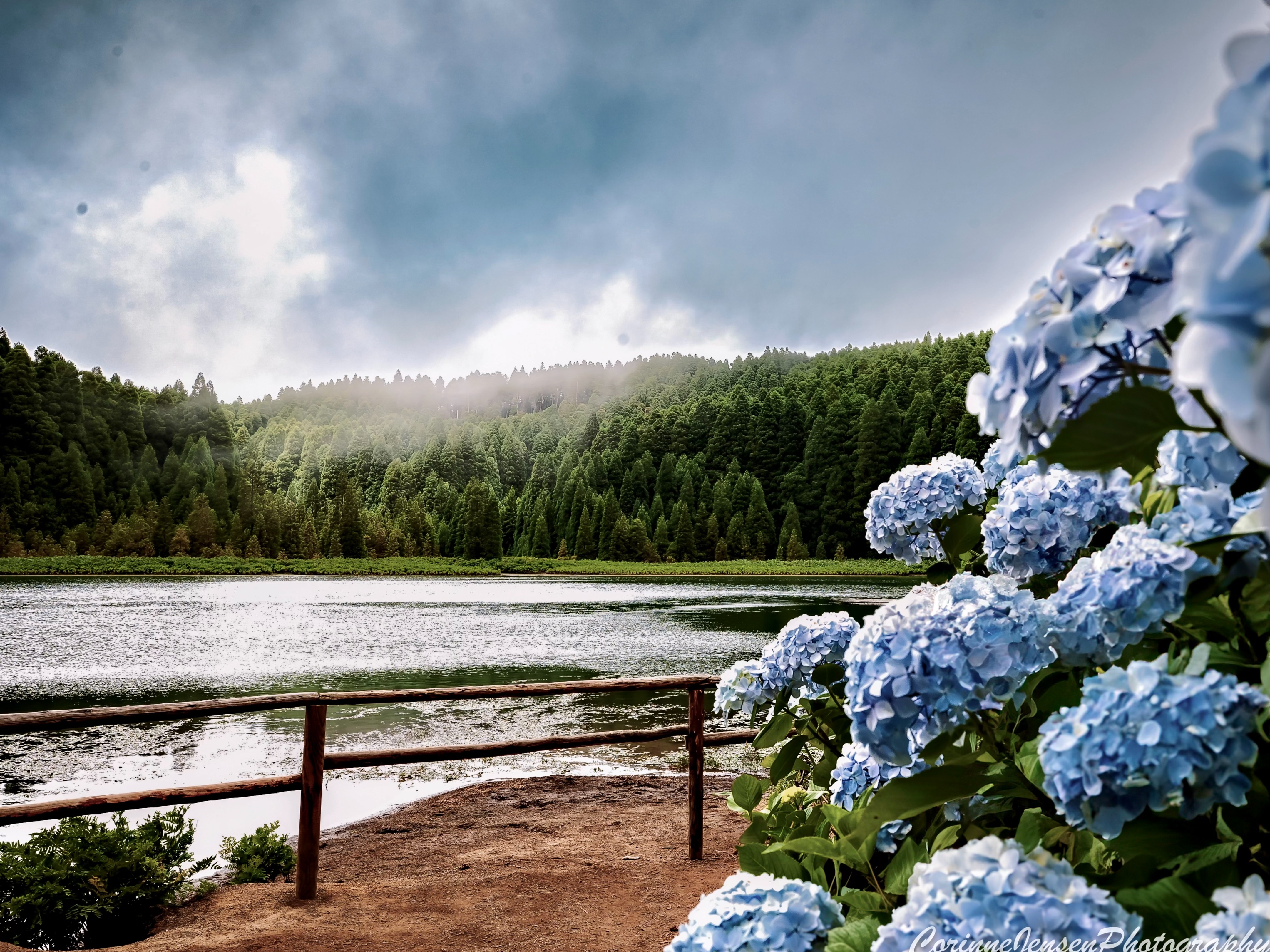 A serene lakeside view with vibrant blue hydrangea flowers in the foreground and a forested hill under a cloudy sky.