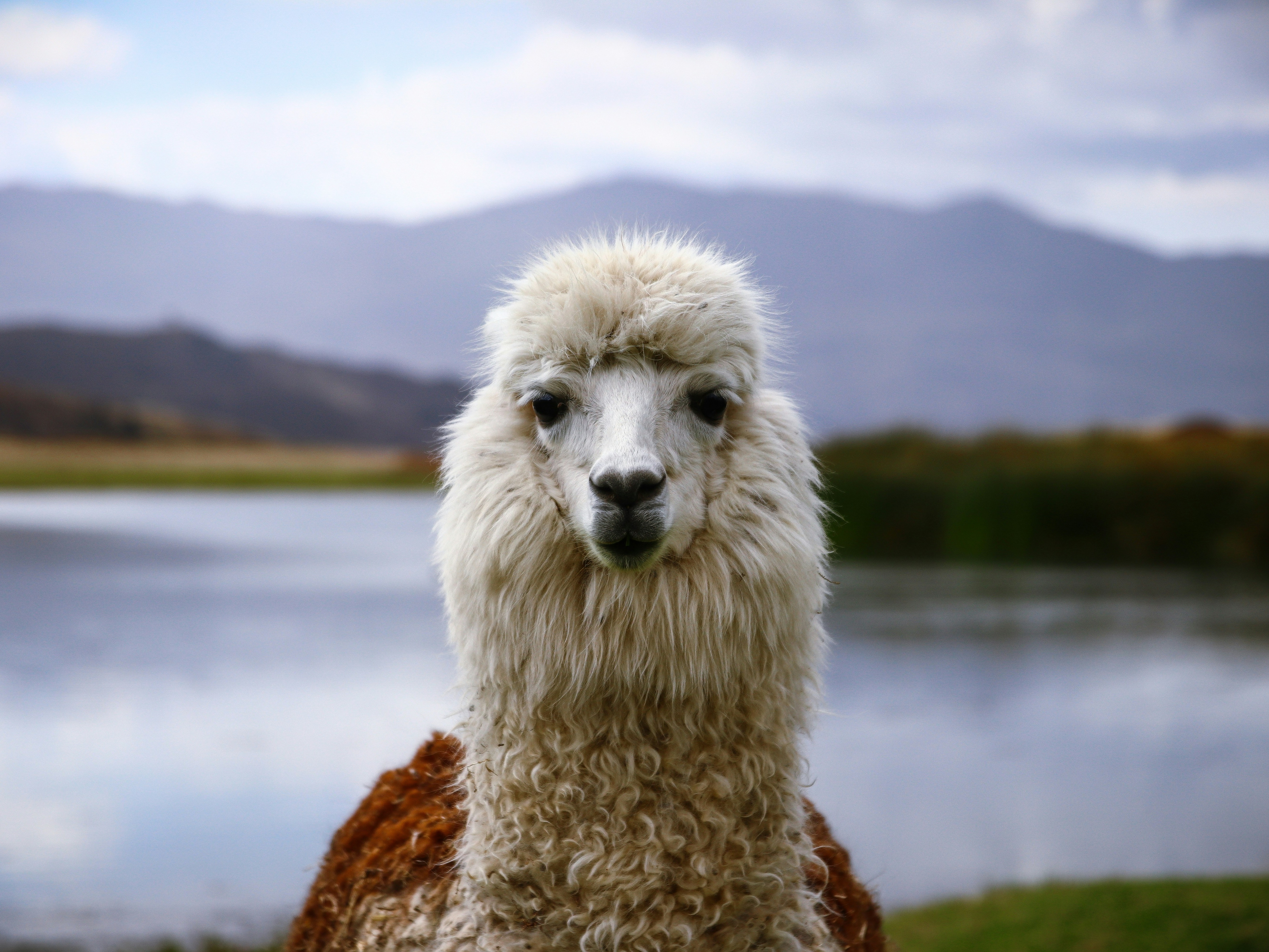 A close-up of a llama with a lake and mountains in the background.