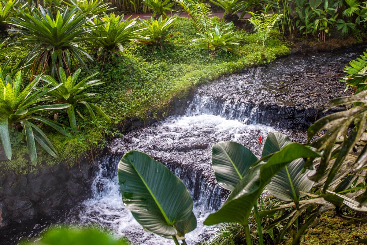 Hot springs at Tabacon Thermal Resort & Spa surrounded by lush greenery on a sunny day.