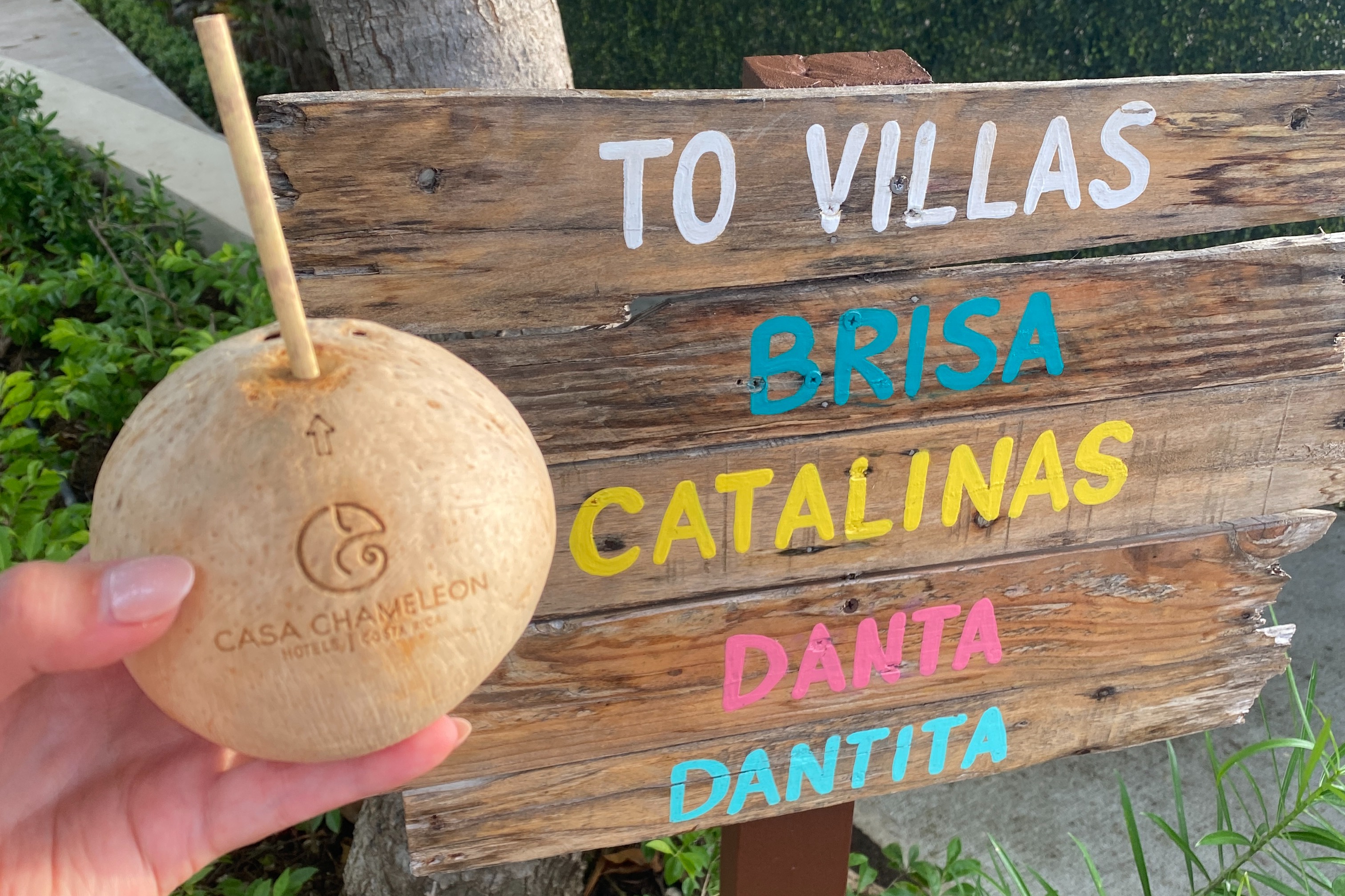 Fresh coconut water at Casa Chameleon.