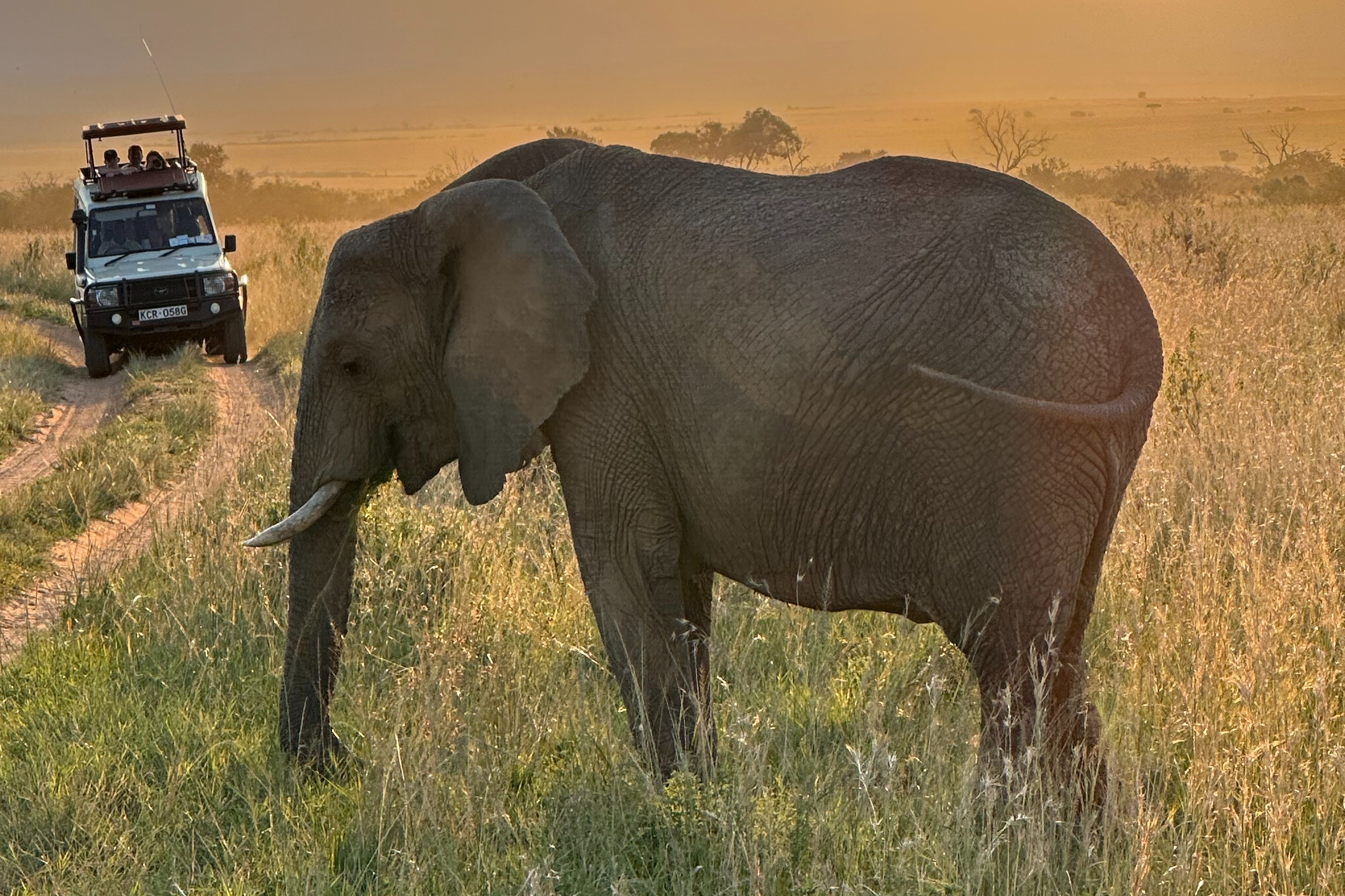 An elephant seen at a game drive at Maasai Mara National Reserve.