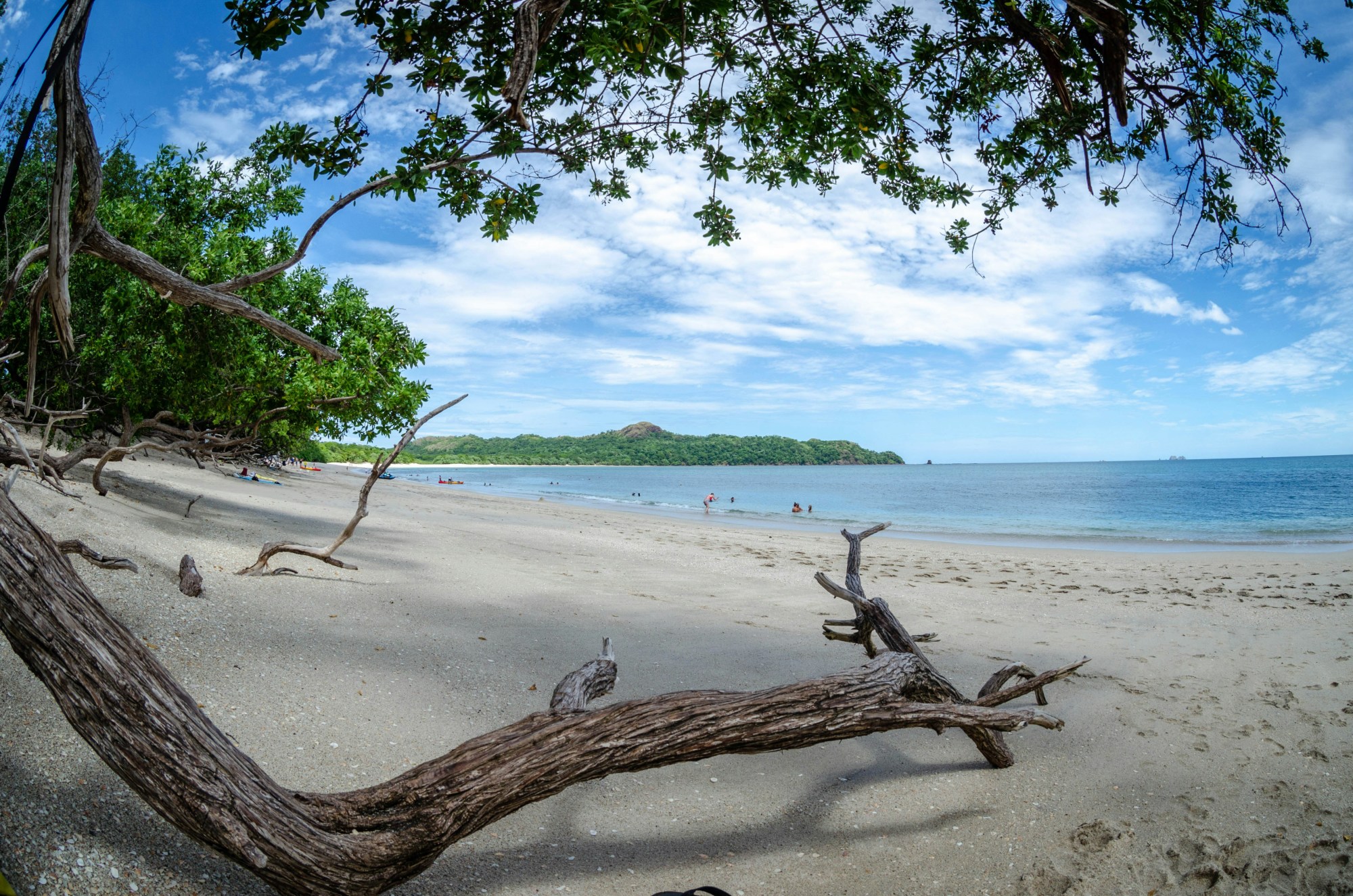 A view of the white sand beach Conchal, with drift wood, trees and the calm ocean in the distance during the day.