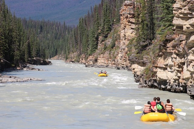 Rafting adventure at Athabasca River as rafters paddle gentle rapids surrounded by rocky shelves and evergreen trees on a sunny day.