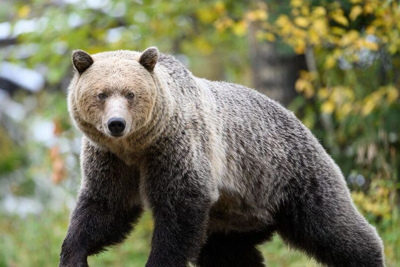 Discover grizzly bears when you go on Grizzly Bears Tour.