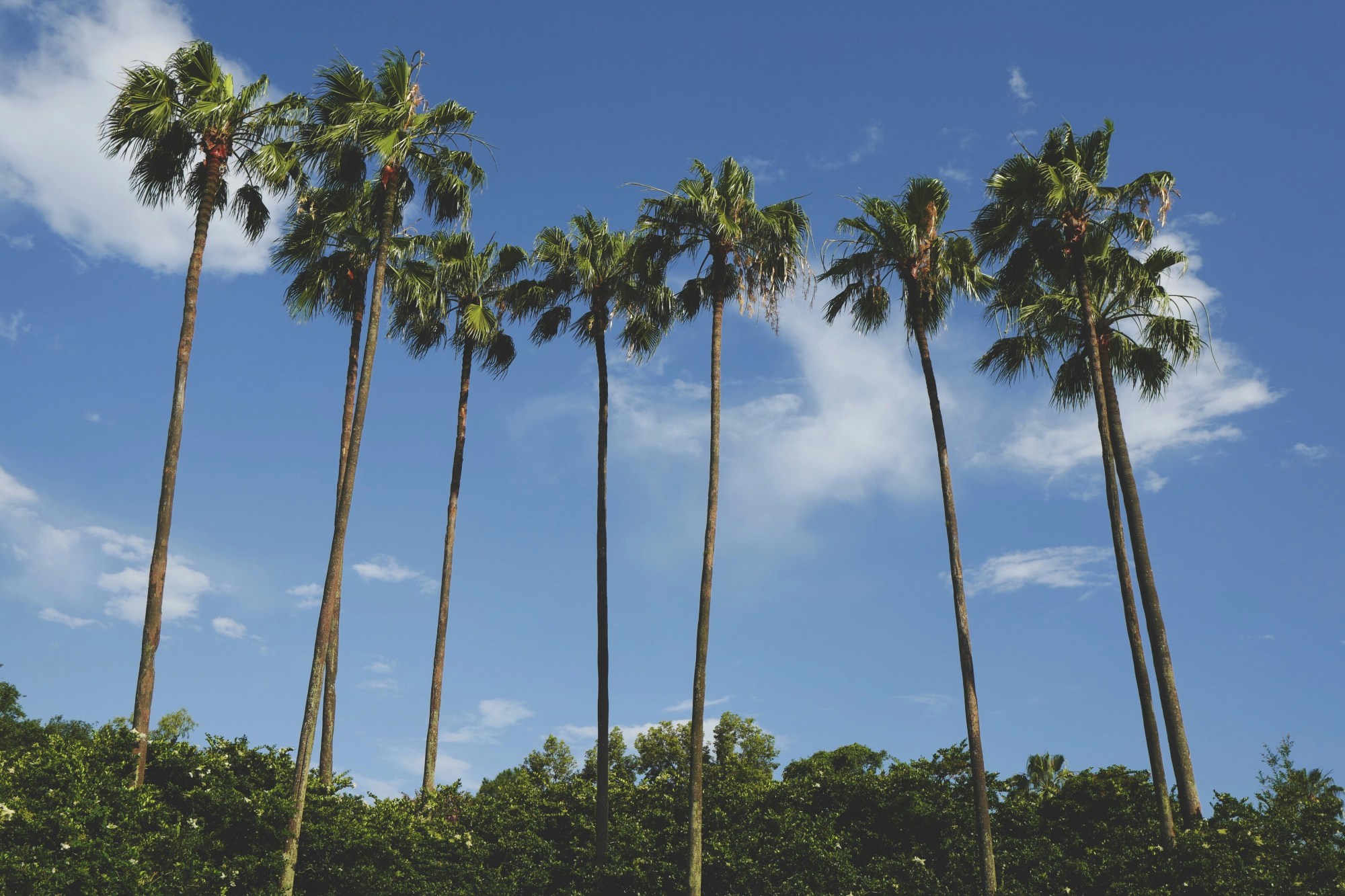 Cluster of palm trees with blue skies behind.