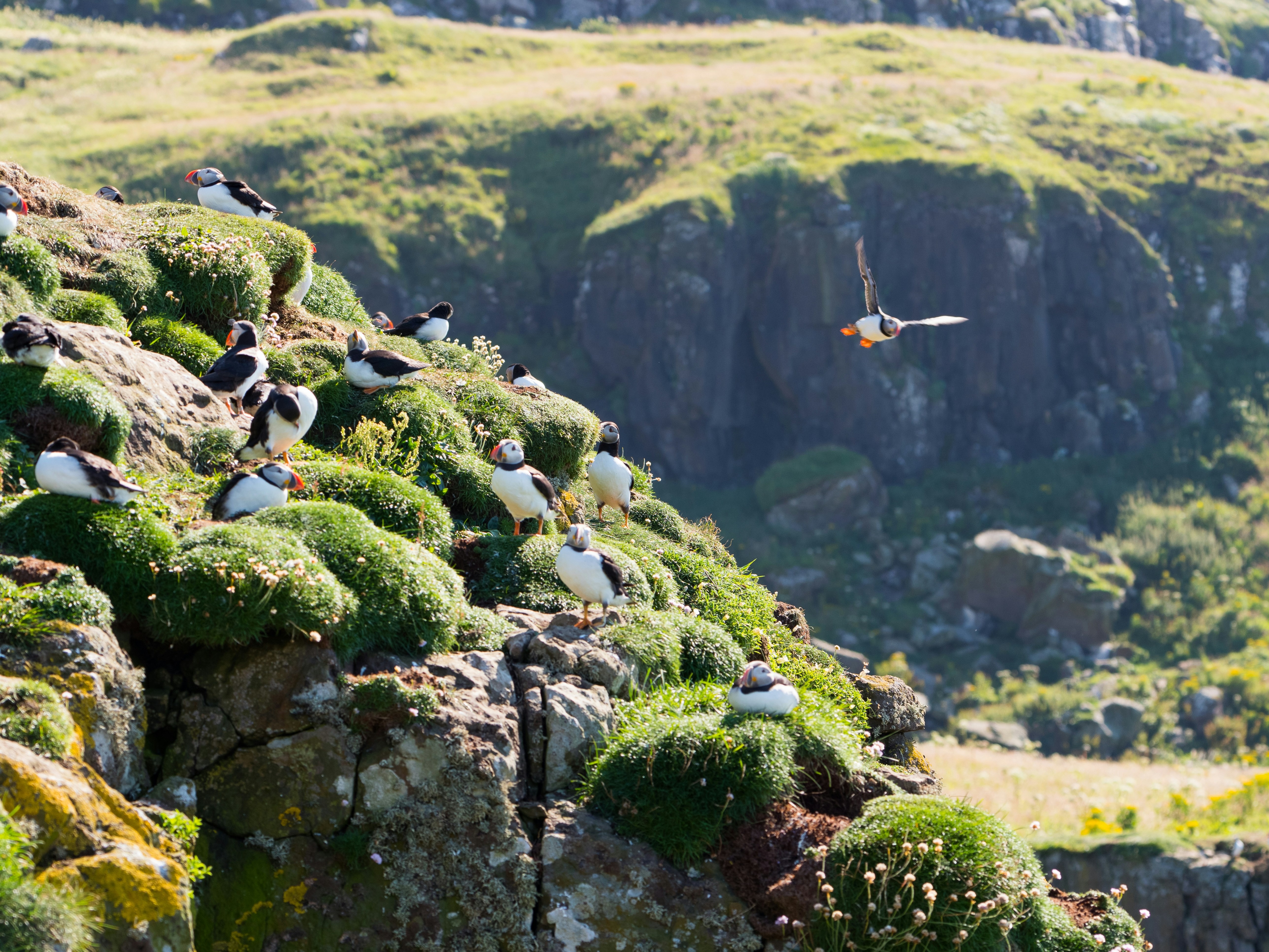 The image shows a group of puffins on a grassy cliffside with one in flight, highlighting the natural habitat and behavior of seabirds.