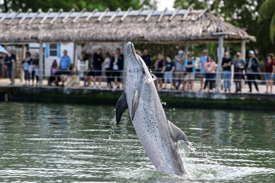 A leaping dolphin at the Dolphin Research Center.