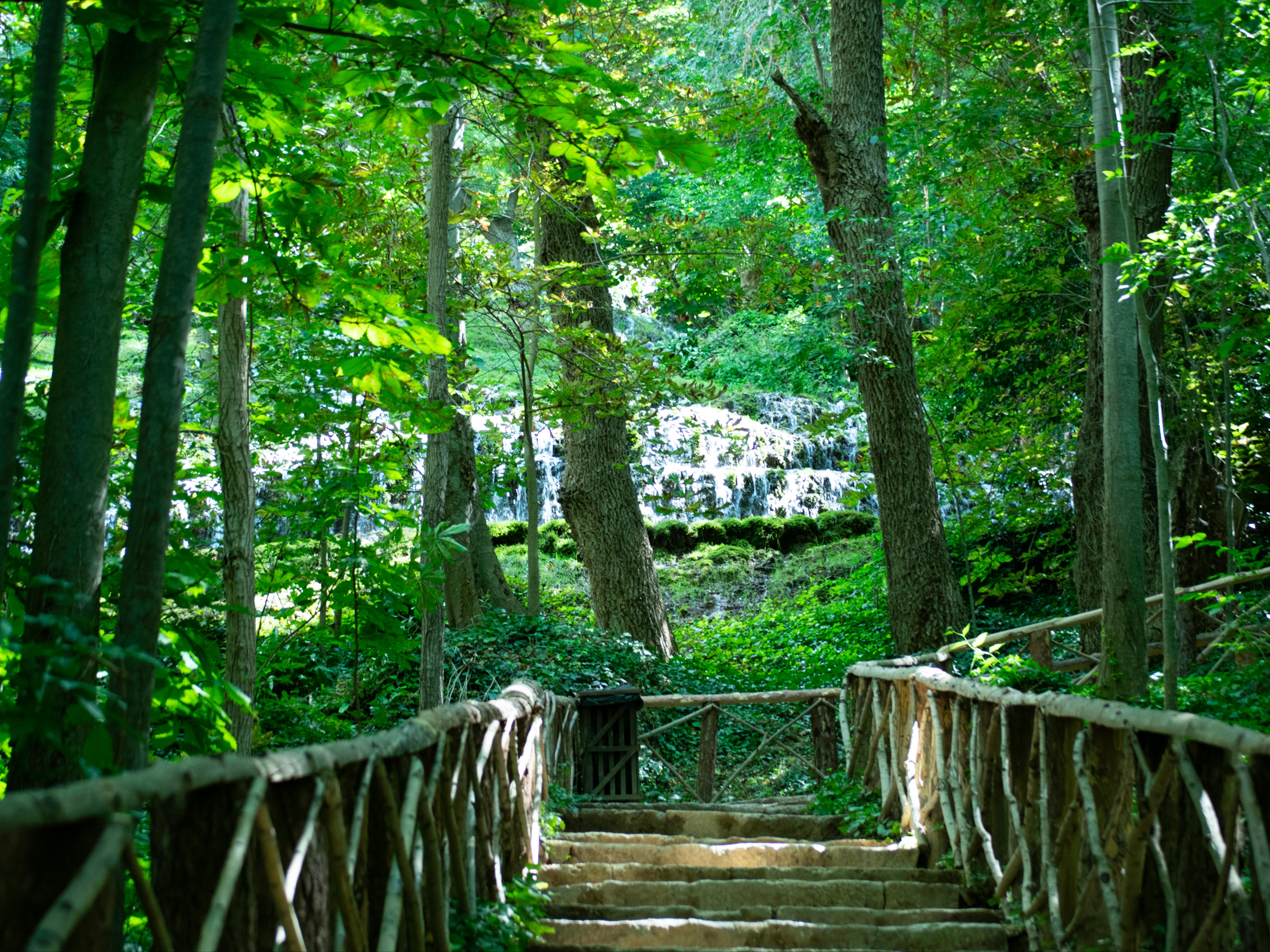 A lush green forest with a wooden staircase leading upwards, surrounded by dense foliage and trees.