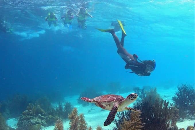 People snorkeling under water looking at a turtle