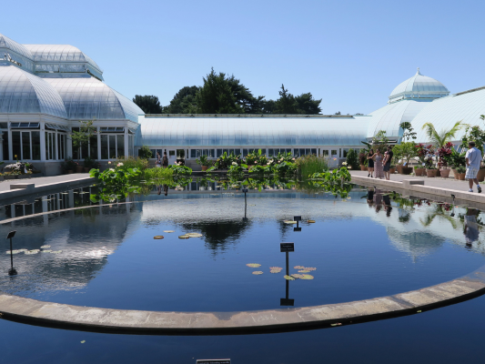 A reflective pond, water lilies and a glass-domed conservatory in the background under a clear blue sky.