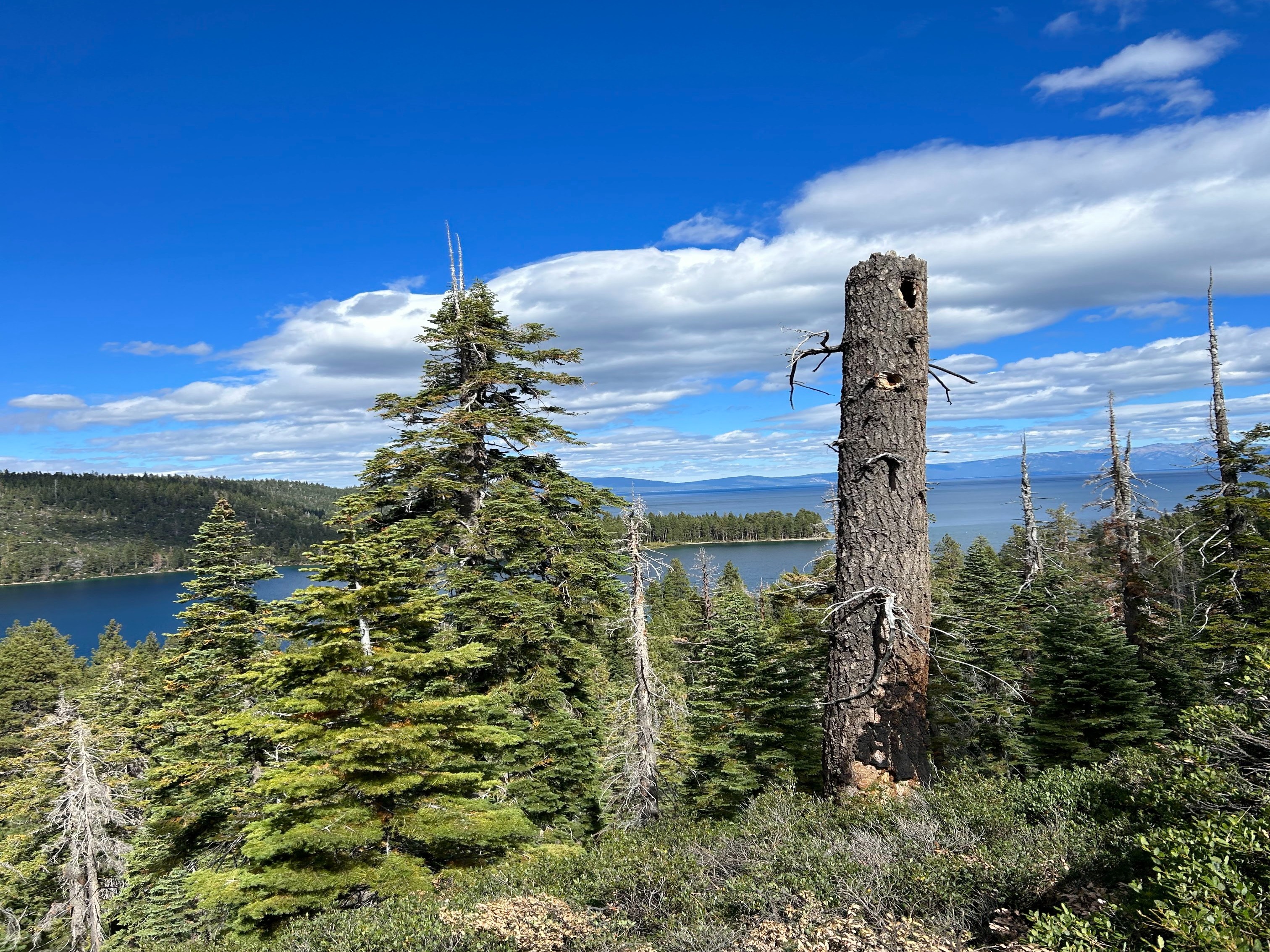 A vibrant landscape with a mix of healthy and bare trees overlooks a calm lake under a blue sky with scattered clouds.