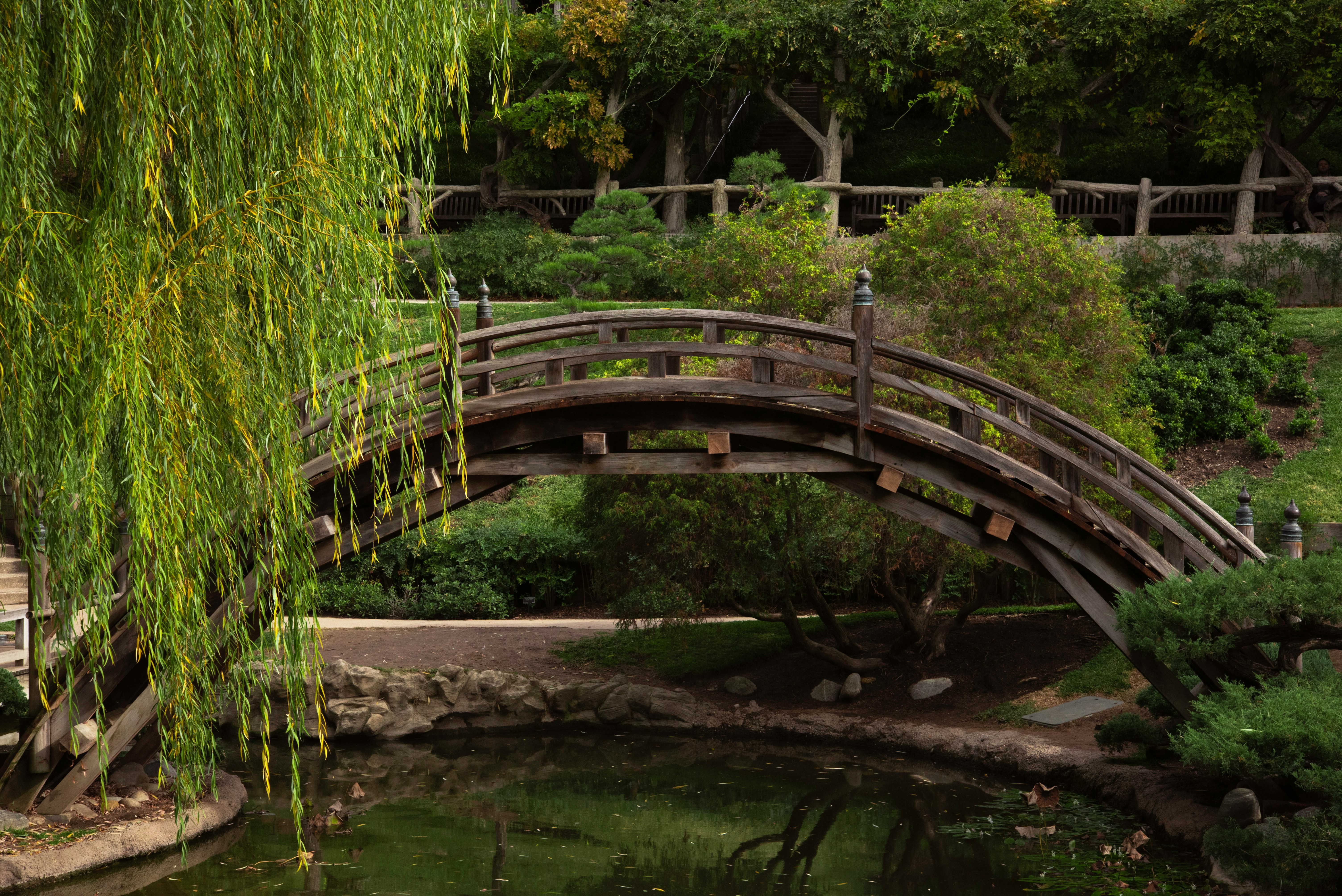 The image depicts an arched wooden bridge over a creek with lush greenery and trees surrounding it at Foot bridge at Huntington Botanical Garden.