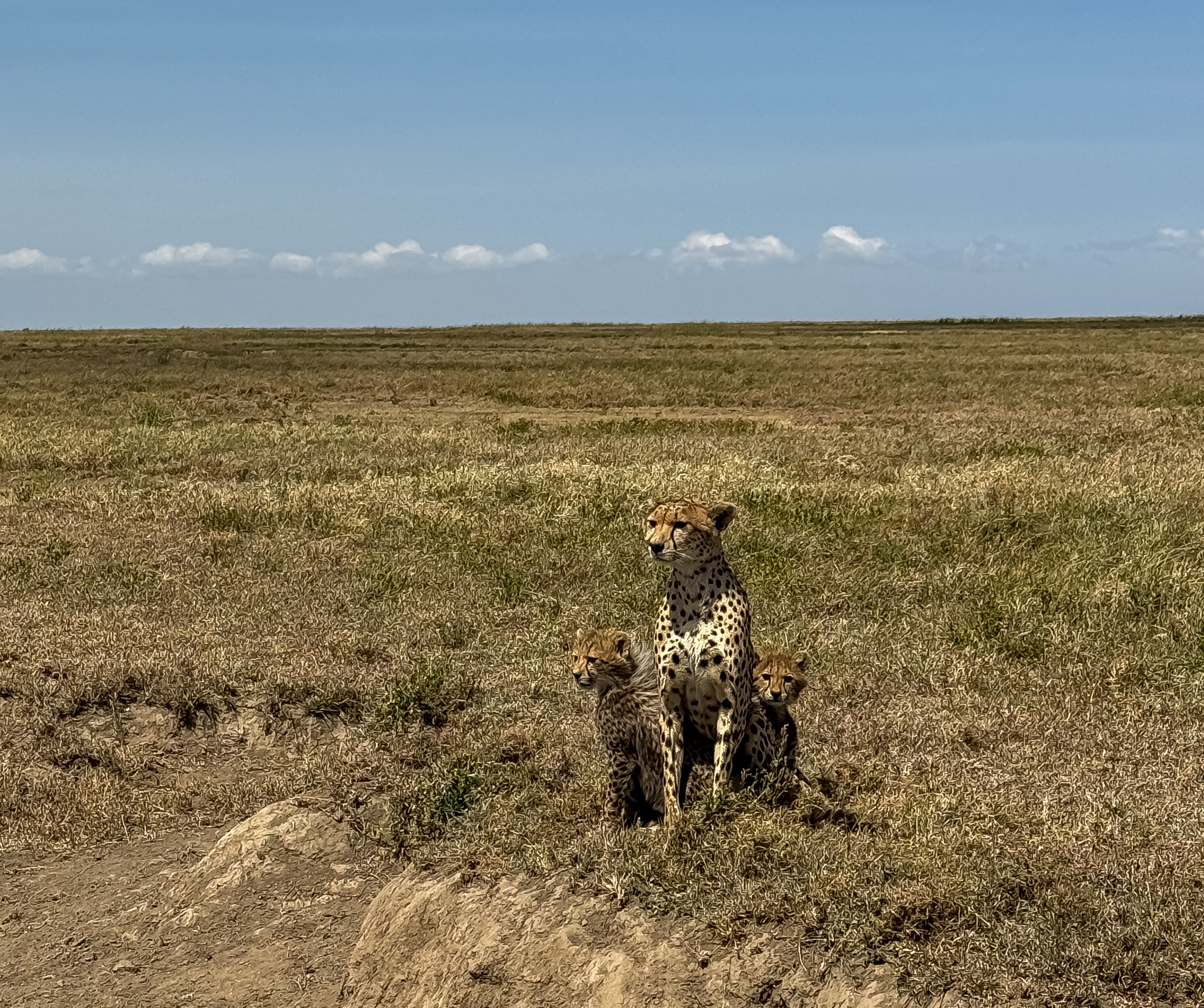 A view of a cheetah and her cubs on safari in Tanzania