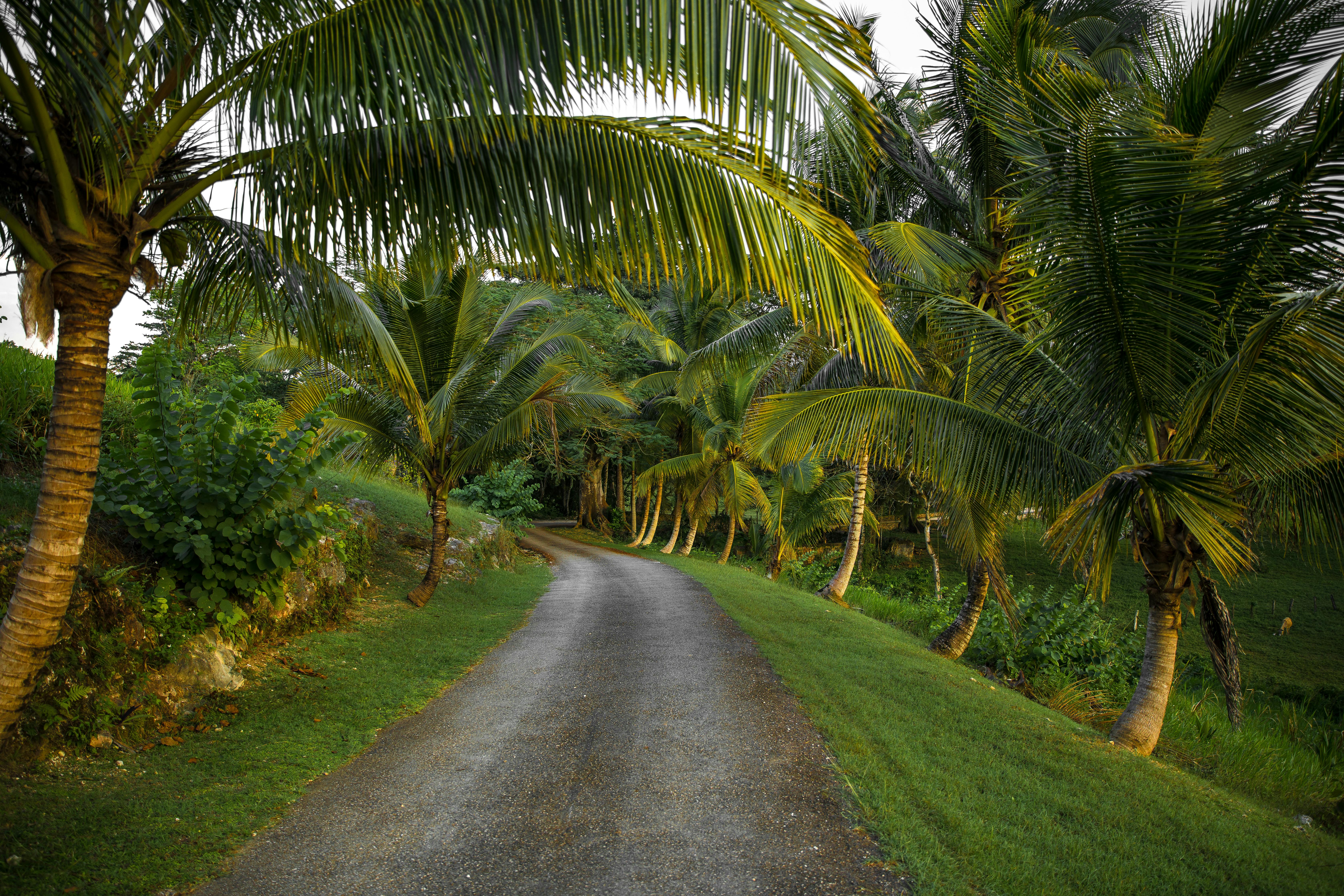 The image shows a path among a lush green forest area.
