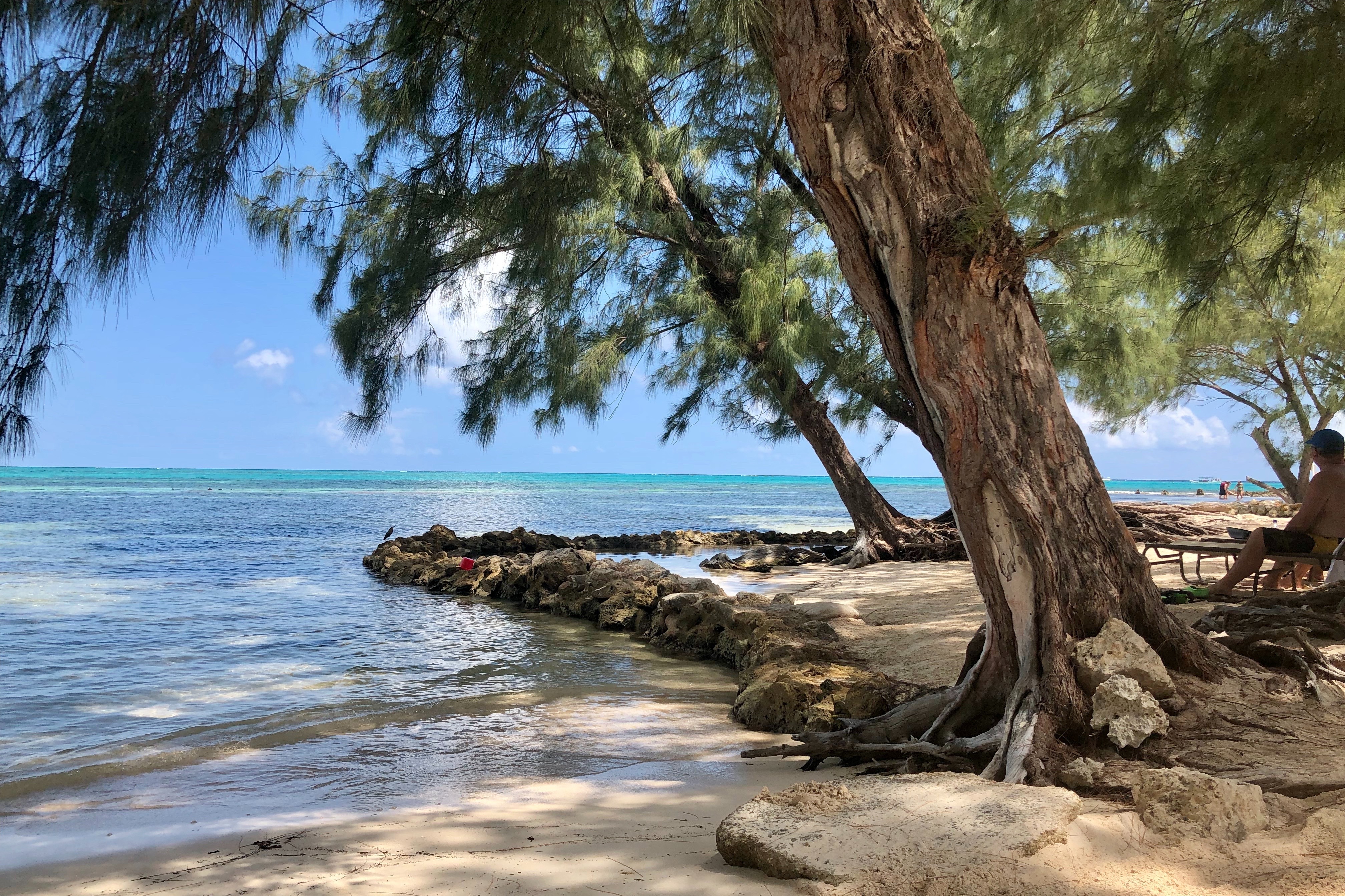 A perfect view at Rum Point Beach along the shore under trees swaying in the breeze on a sunny day.