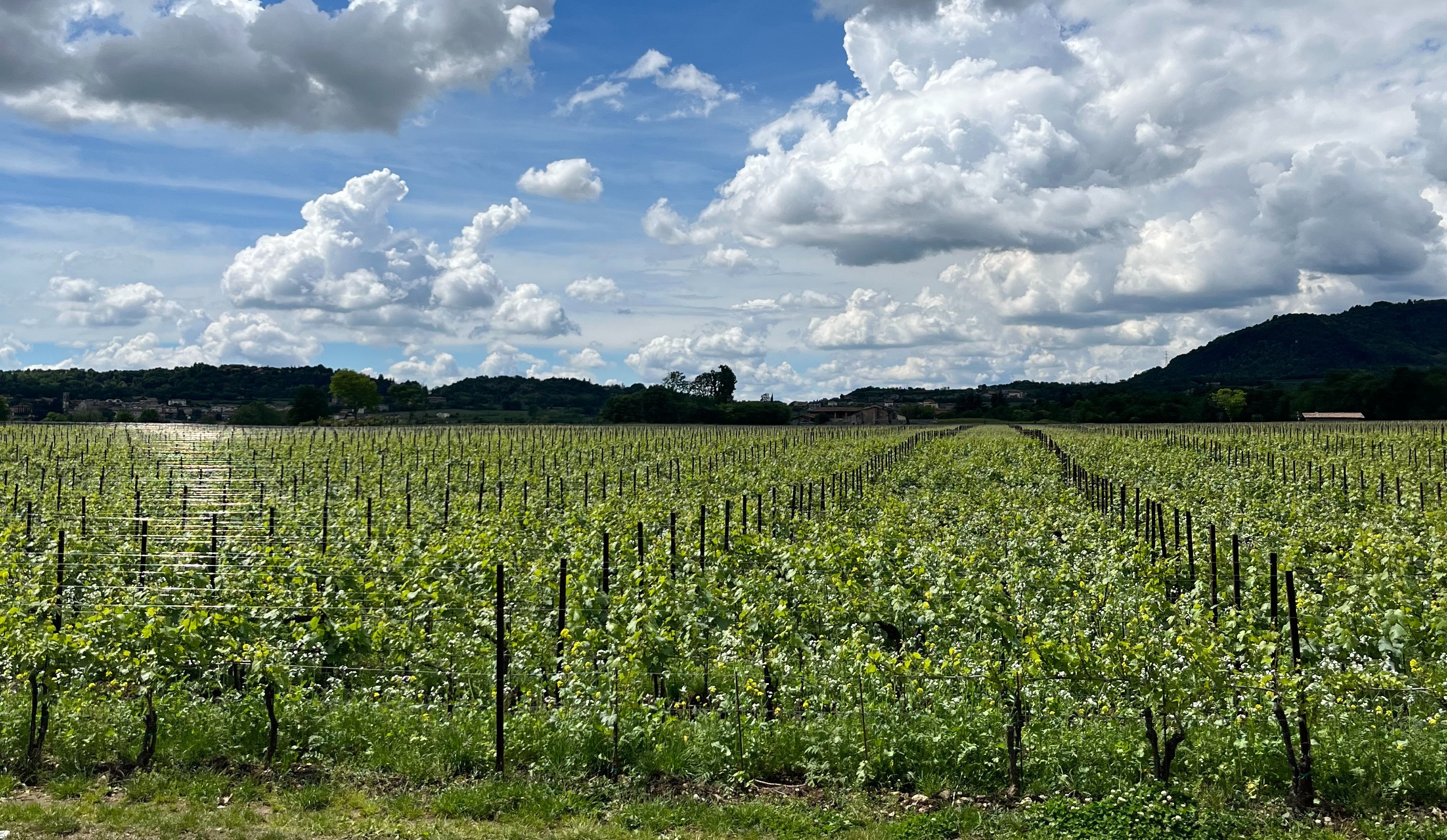A vineyard with rows of grapevines stretches under a vast sky with fluffy clouds.
