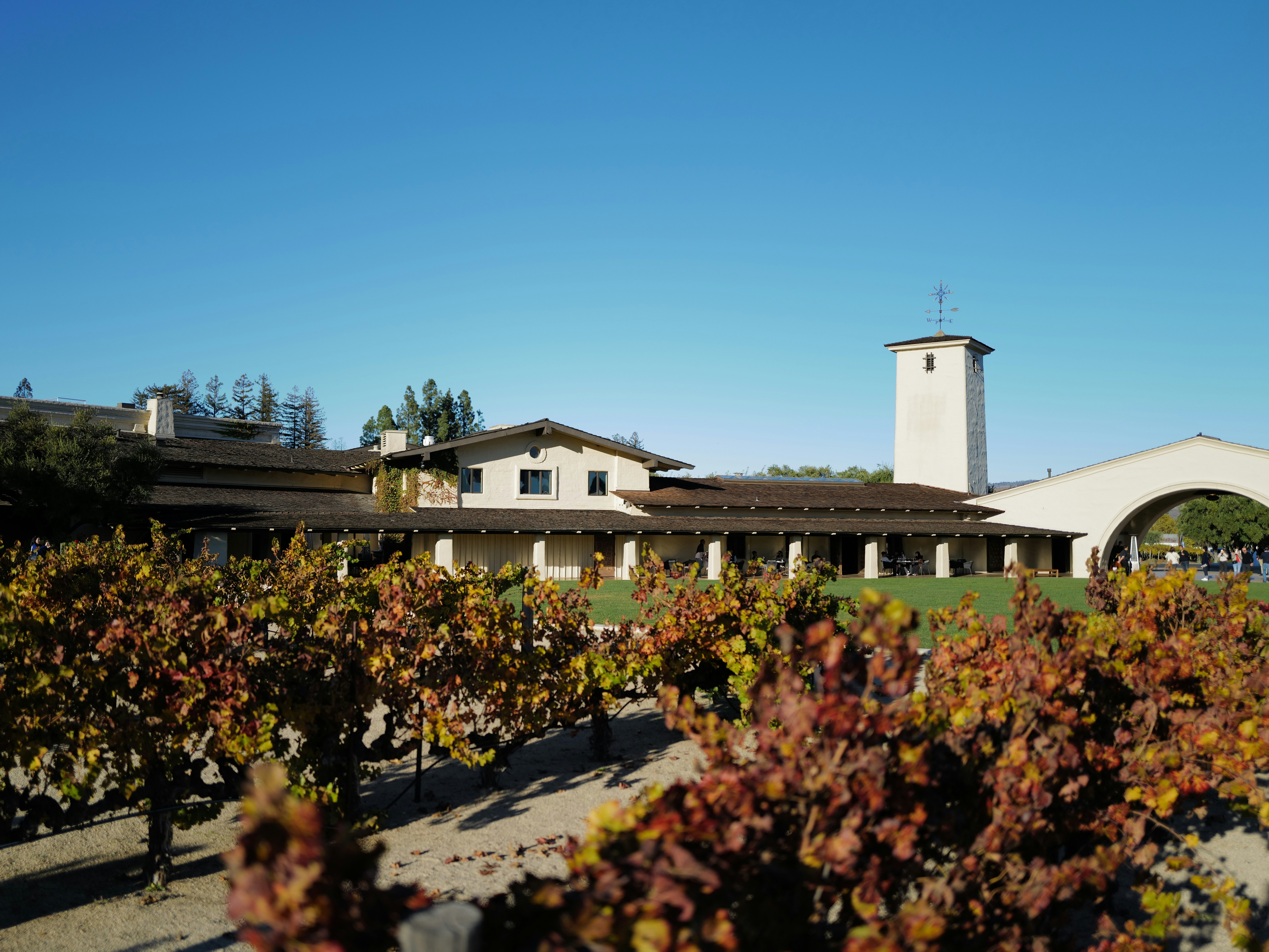 The image presents a vineyard with neatly arranged grapevines and a towered building in the distance, all under a clear blue sky.