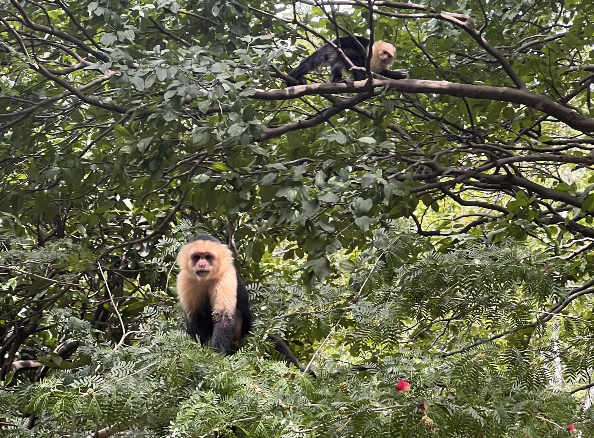 Monkeys on a tree.