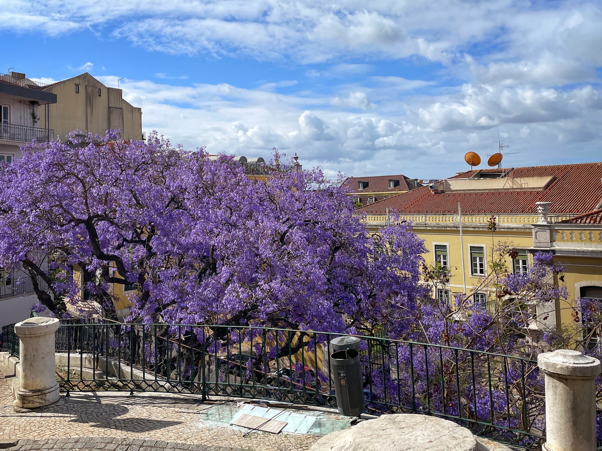 Lush flowering trees line a balcony overlooking rooftops and a clear sky dotted with clouds.