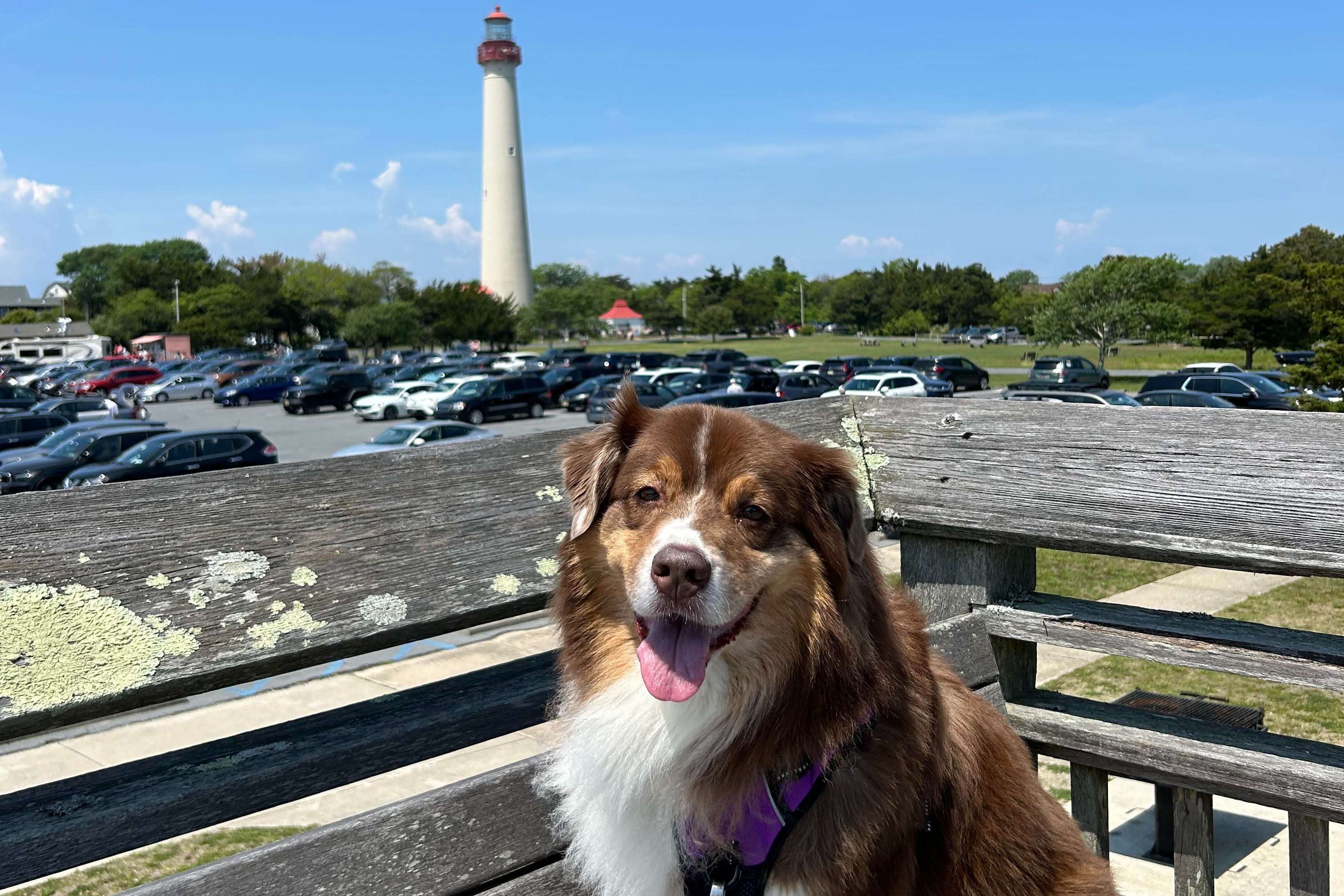 The dog also enjoyed the view of the lighthouse at Cape May.