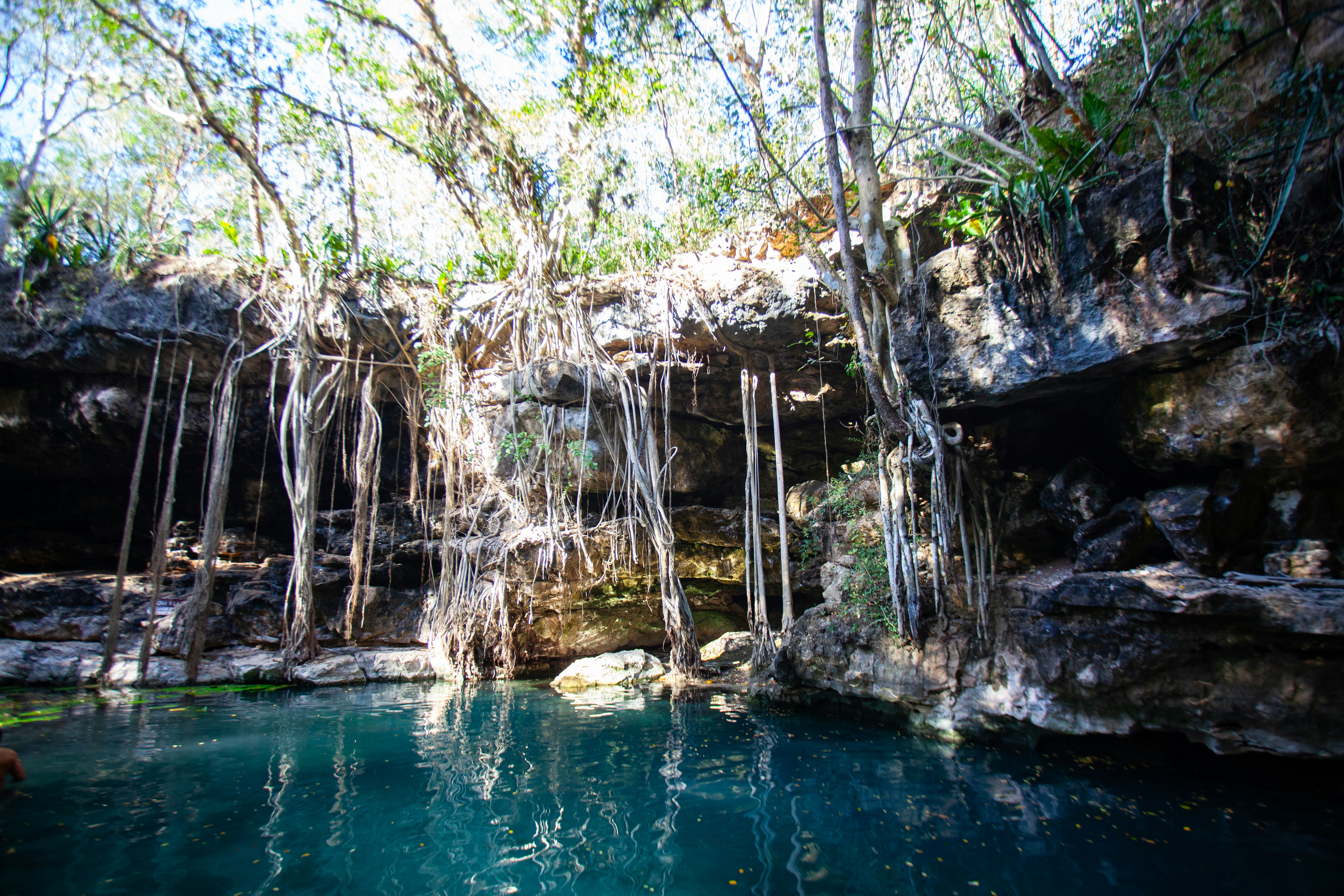 A cenote, a blue watering hole surrounded by rocks and trees with roots hanging down.