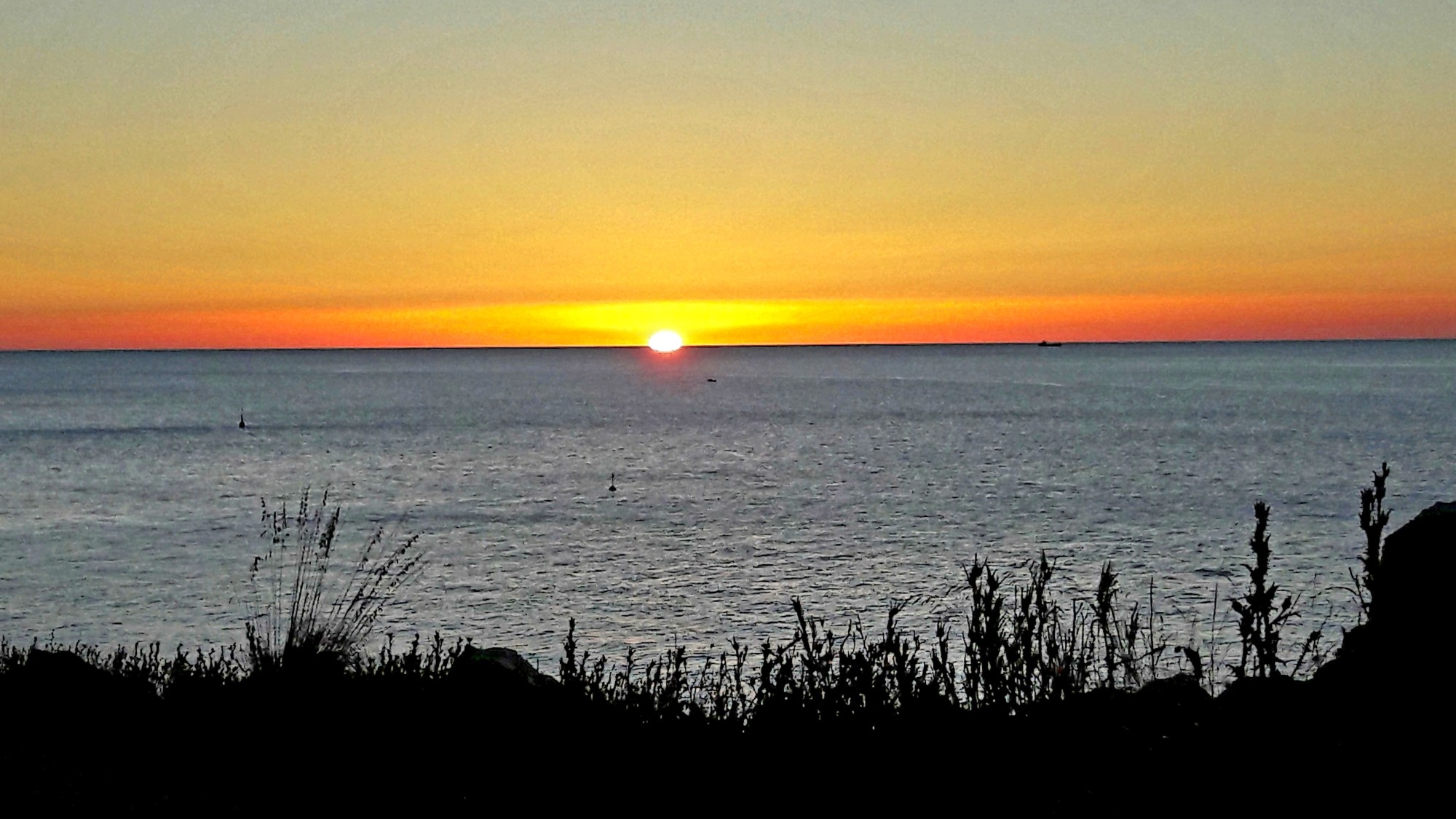 Sunset over the ocean with plants in the foreground