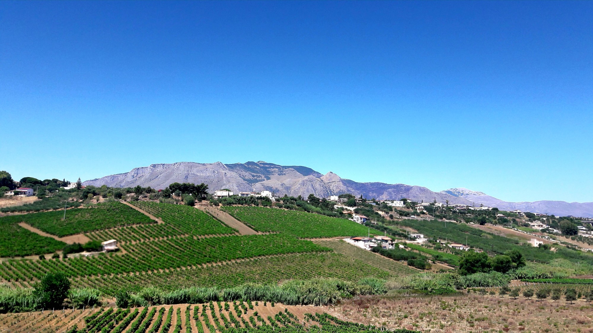 A hillside with vineyards on a clear day