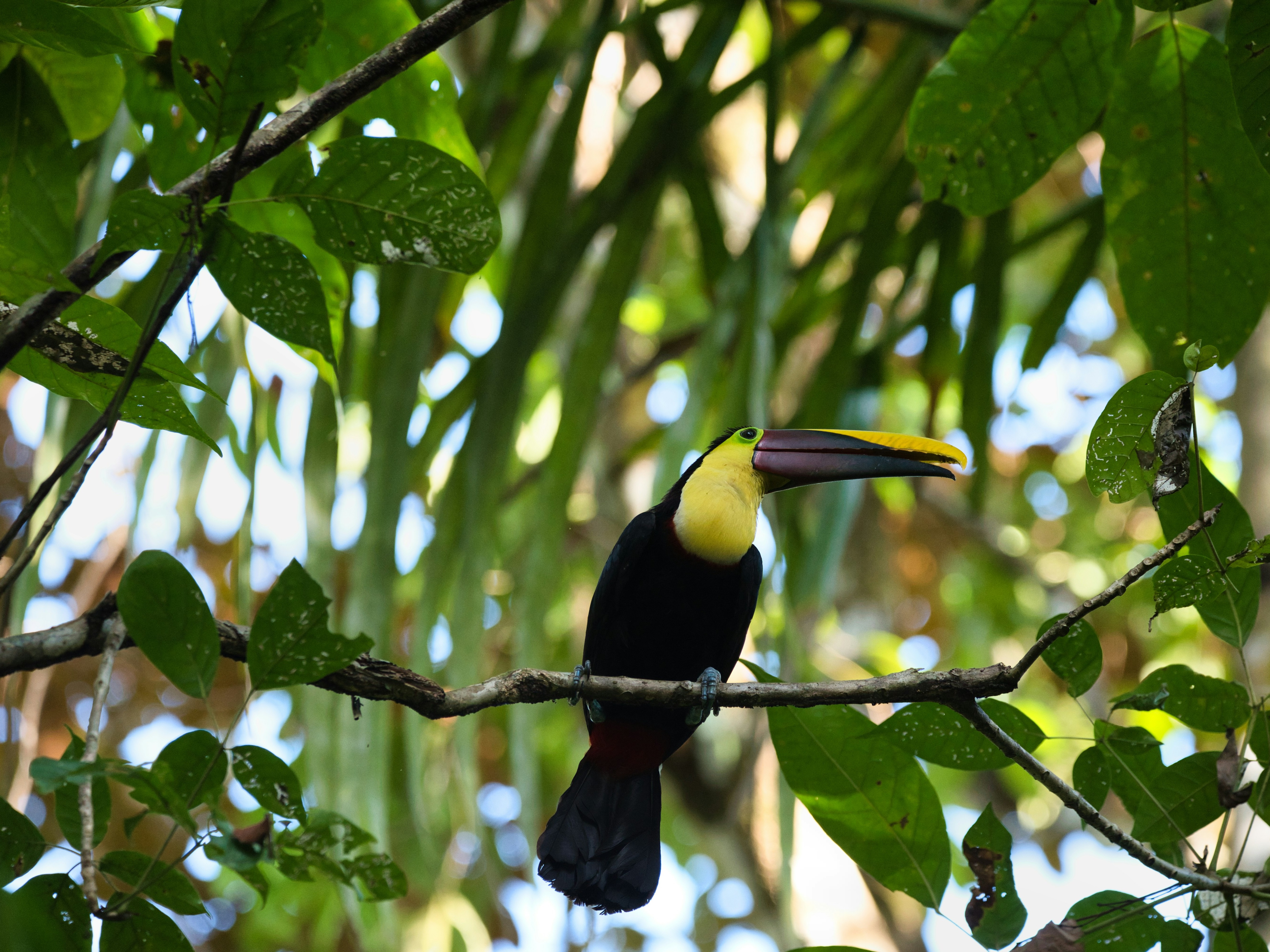 A toucan perched on a branch, surrounded by lush green foliage.