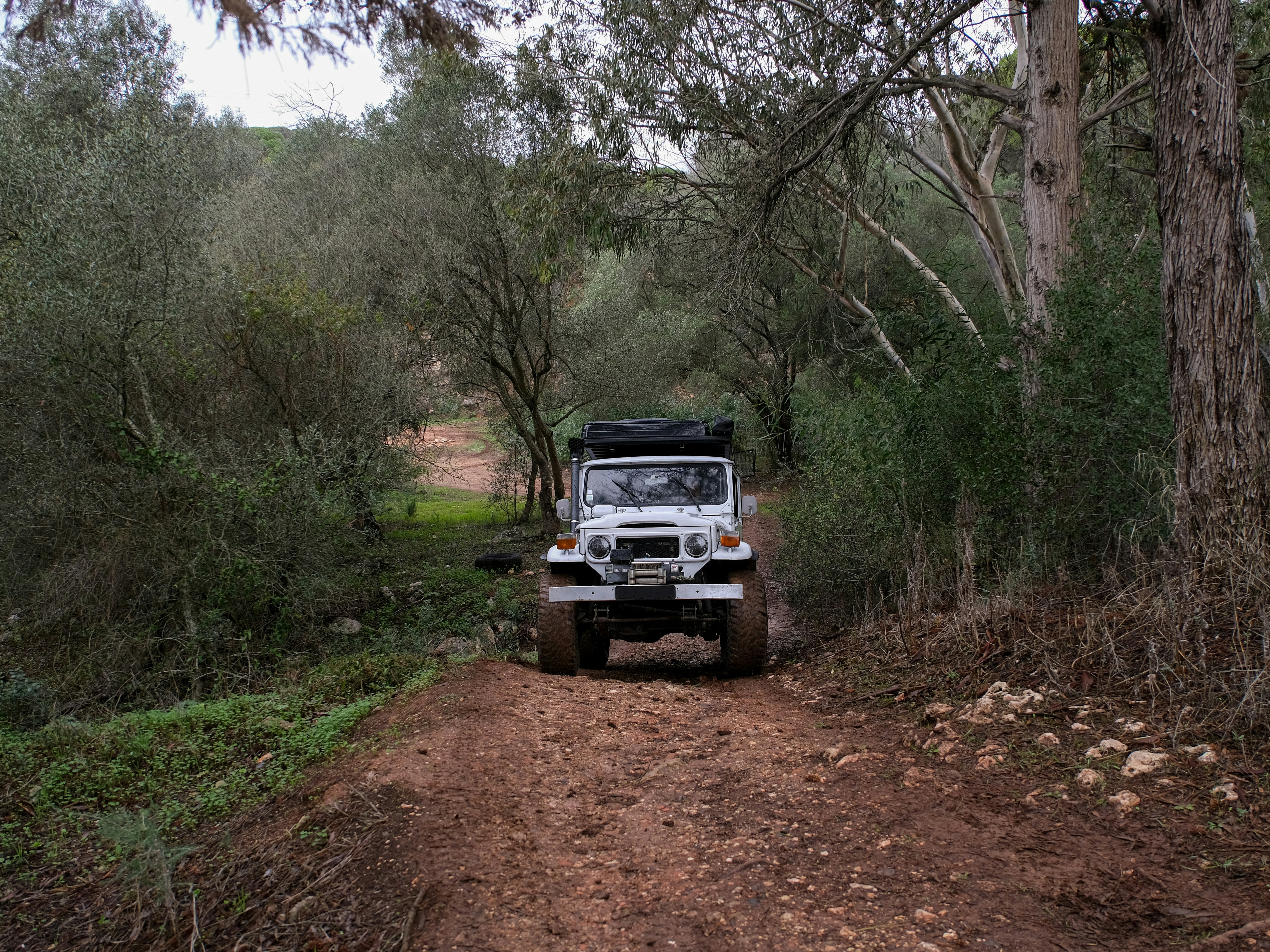 A white off-road vehicle traverses a path amidst a forested landscape.