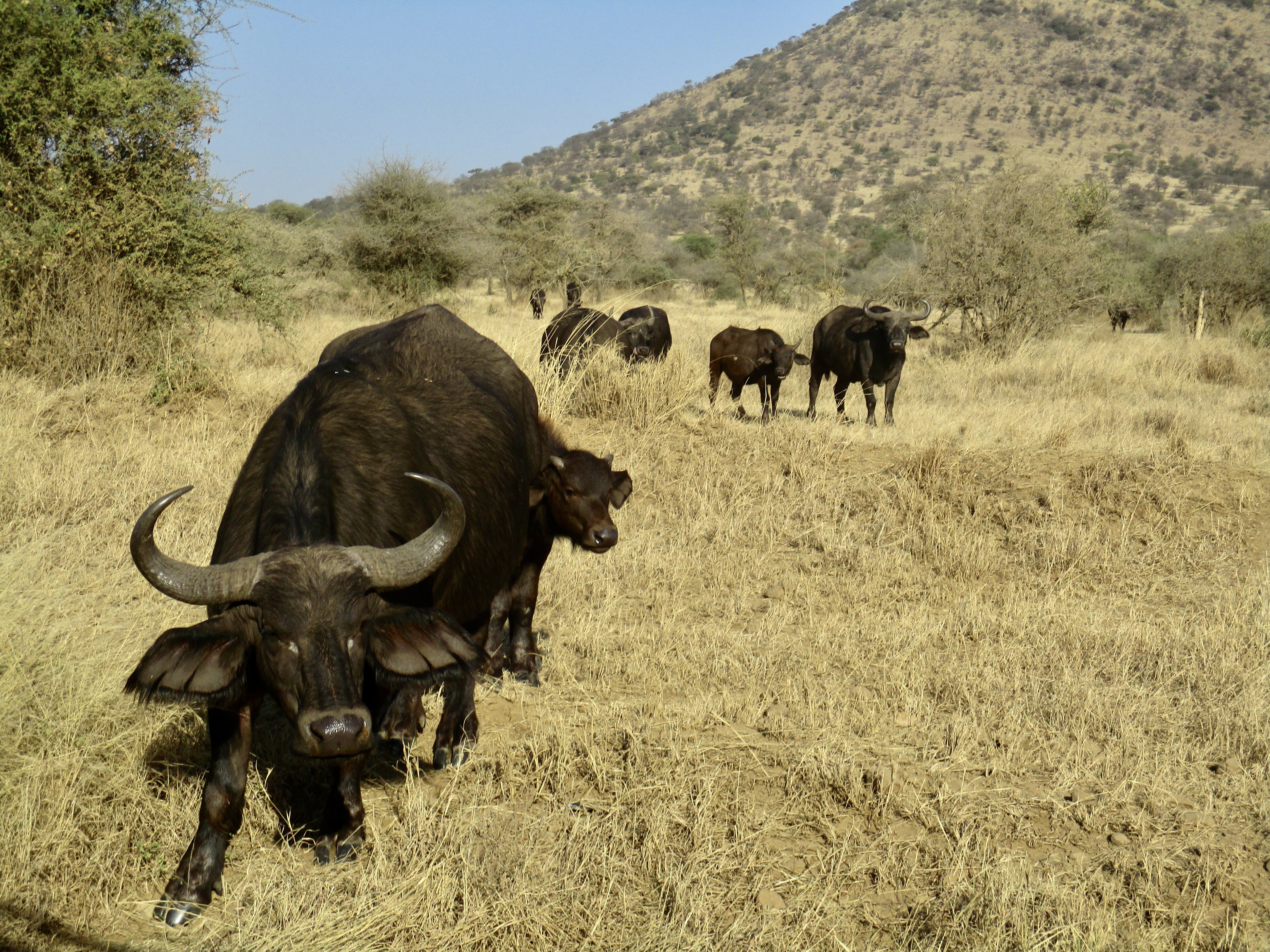 The image portrays a herd of buffalo leisurely grazing in a dry grassland, with a backdrop of trees and a hill.