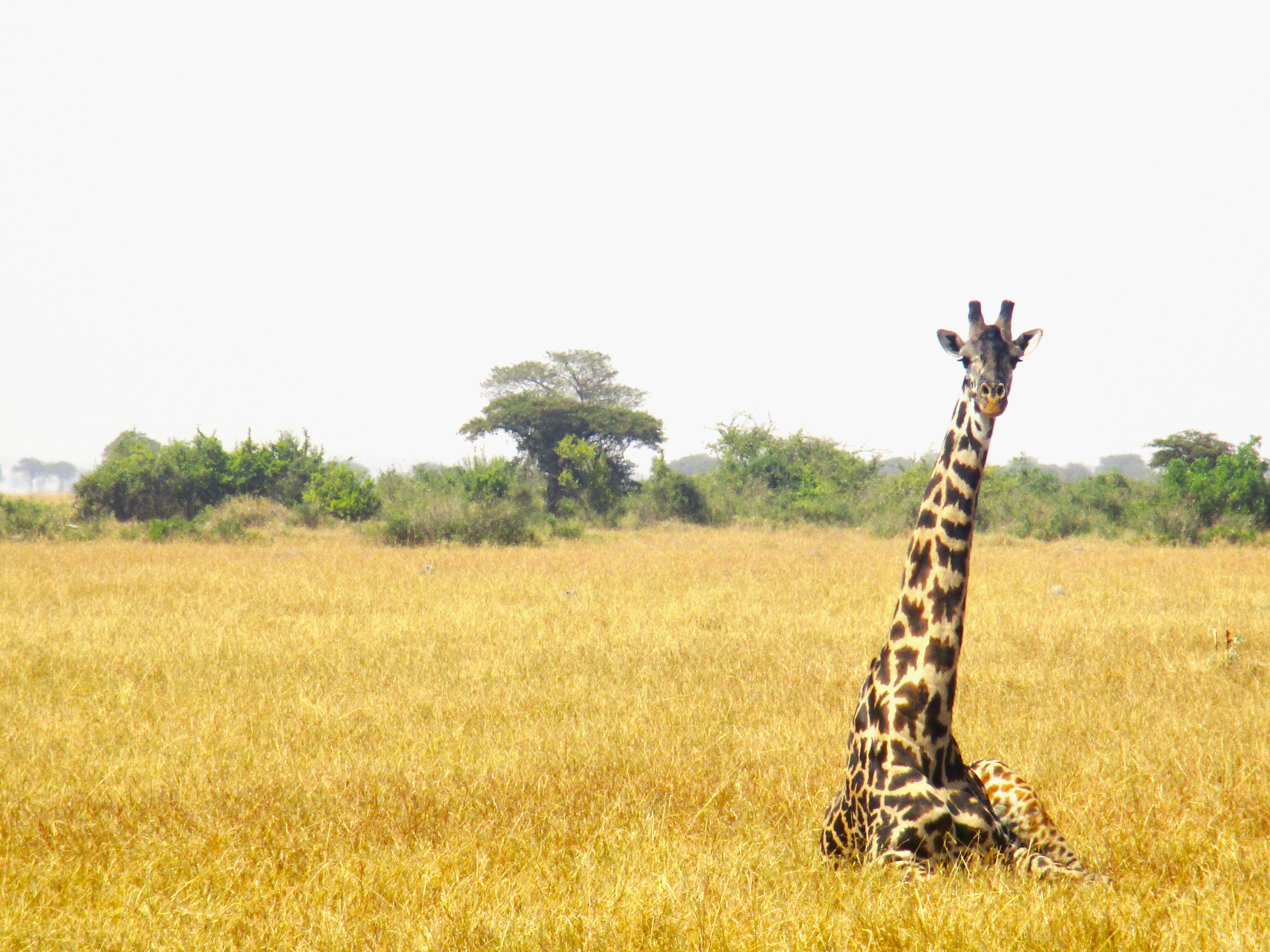 The image captures a serene scene of a giraffe sitting in a grassy savanna with trees softly dotting the background.